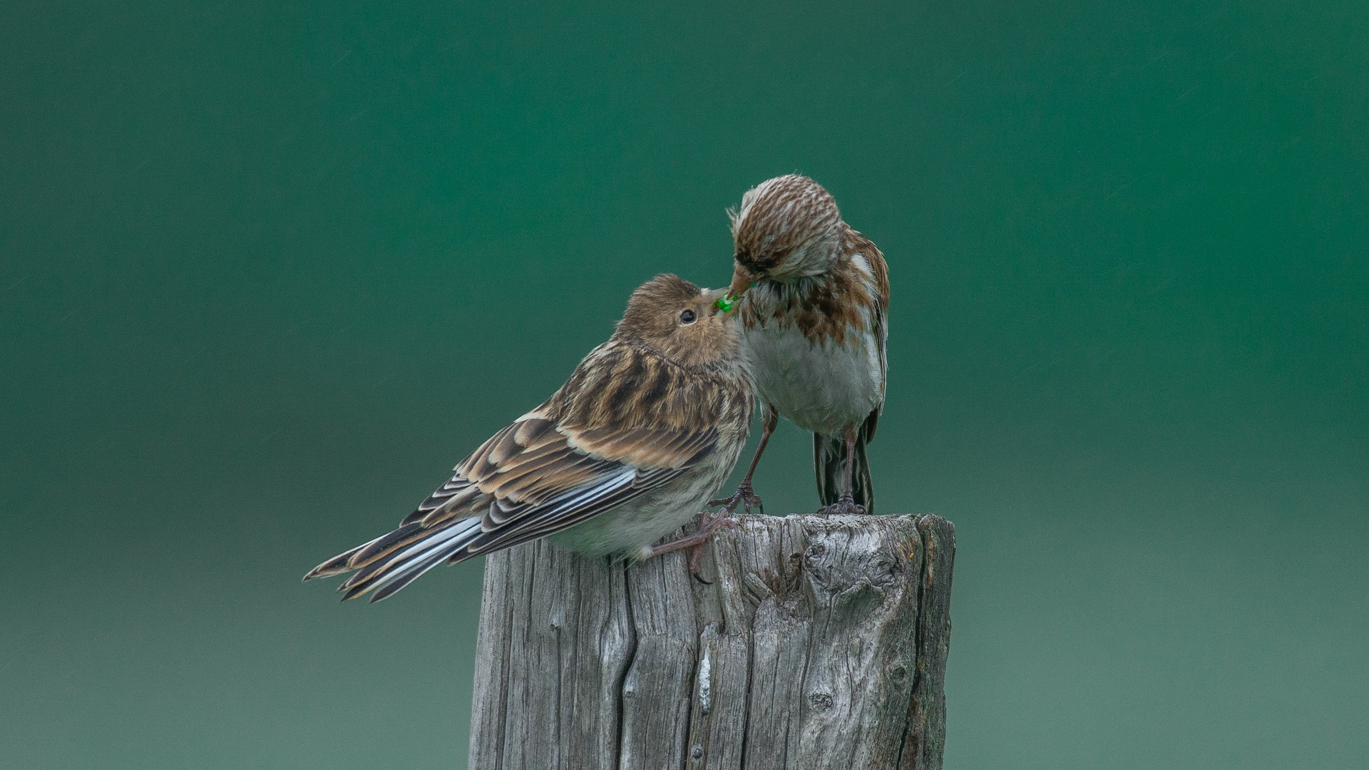 Sarıgagalı ketenkuşu » Twite » Linaria flavirostris