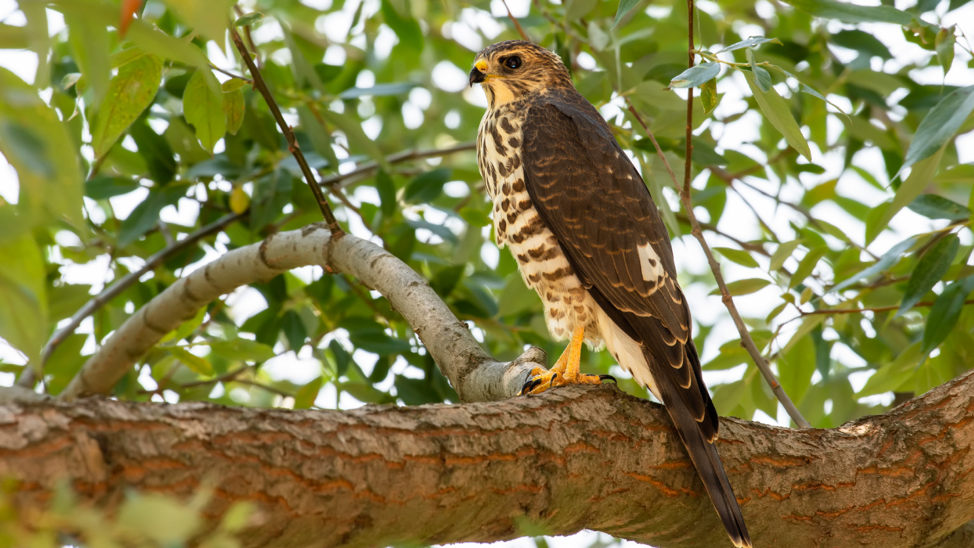 Yaz atmacası » Levant Sparrowhawk » Accipiter brevipes