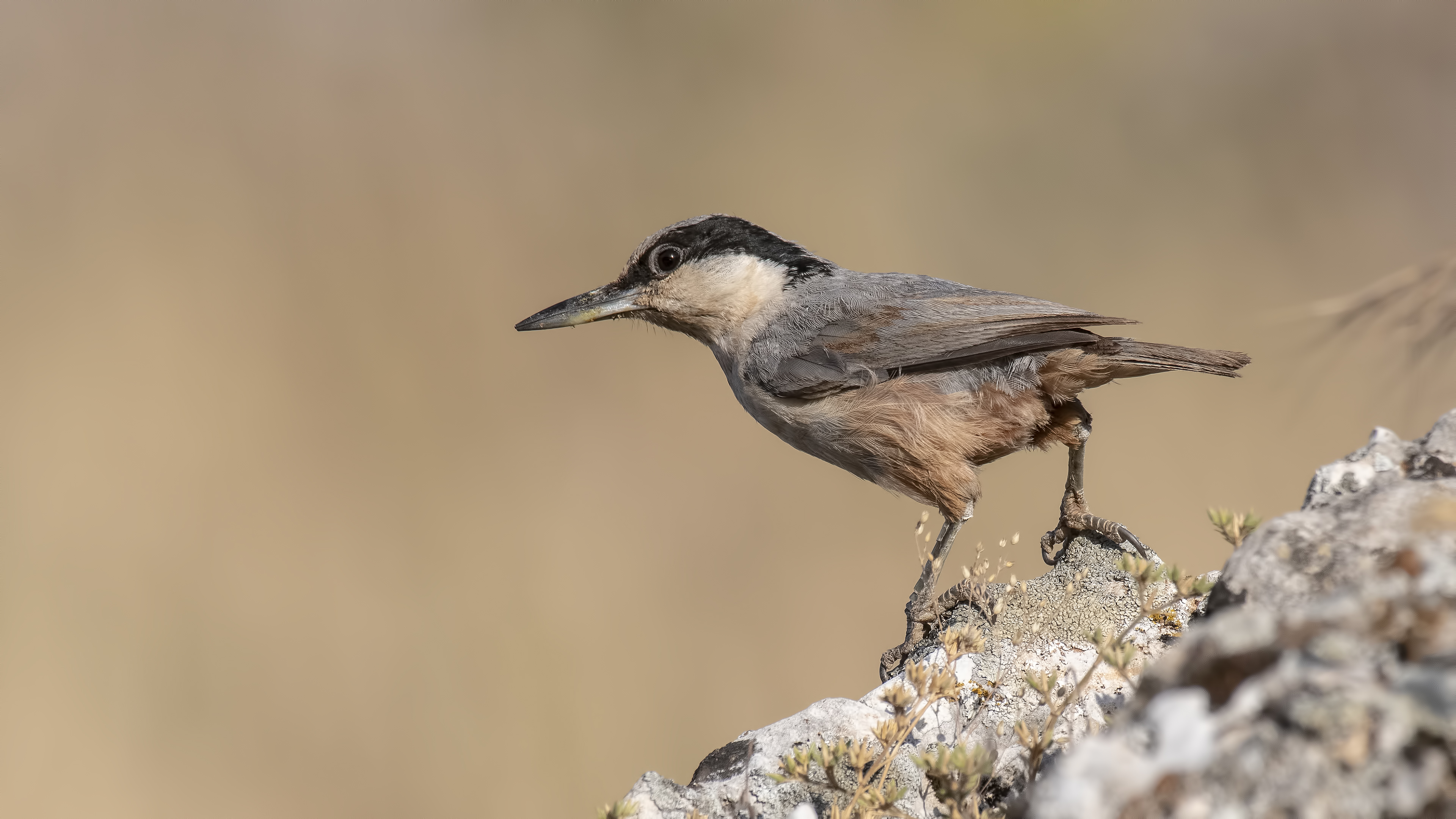 Büyük kaya sıvacısı » Eastern Rock Nuthatch » Sitta tephronota