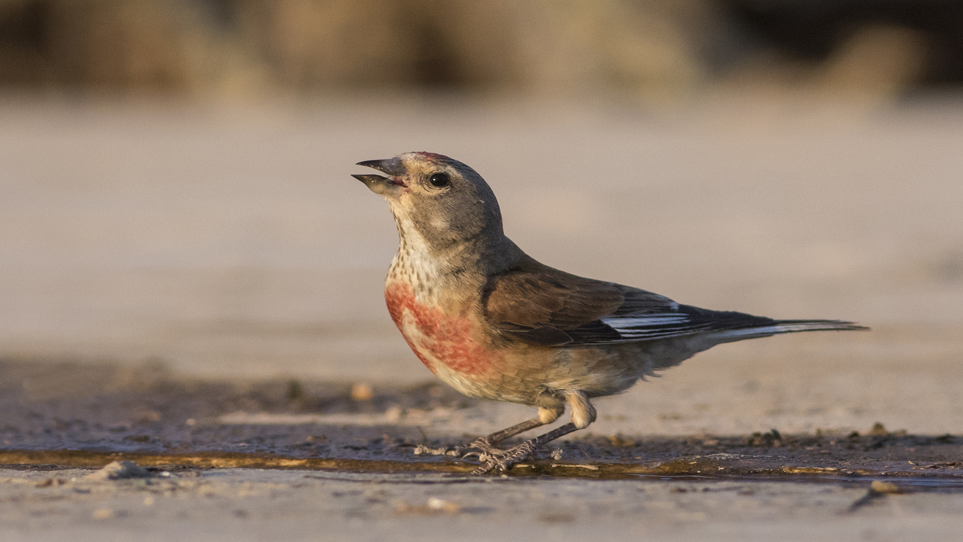 Ketenkuşu » Common Linnet » Linaria cannabina