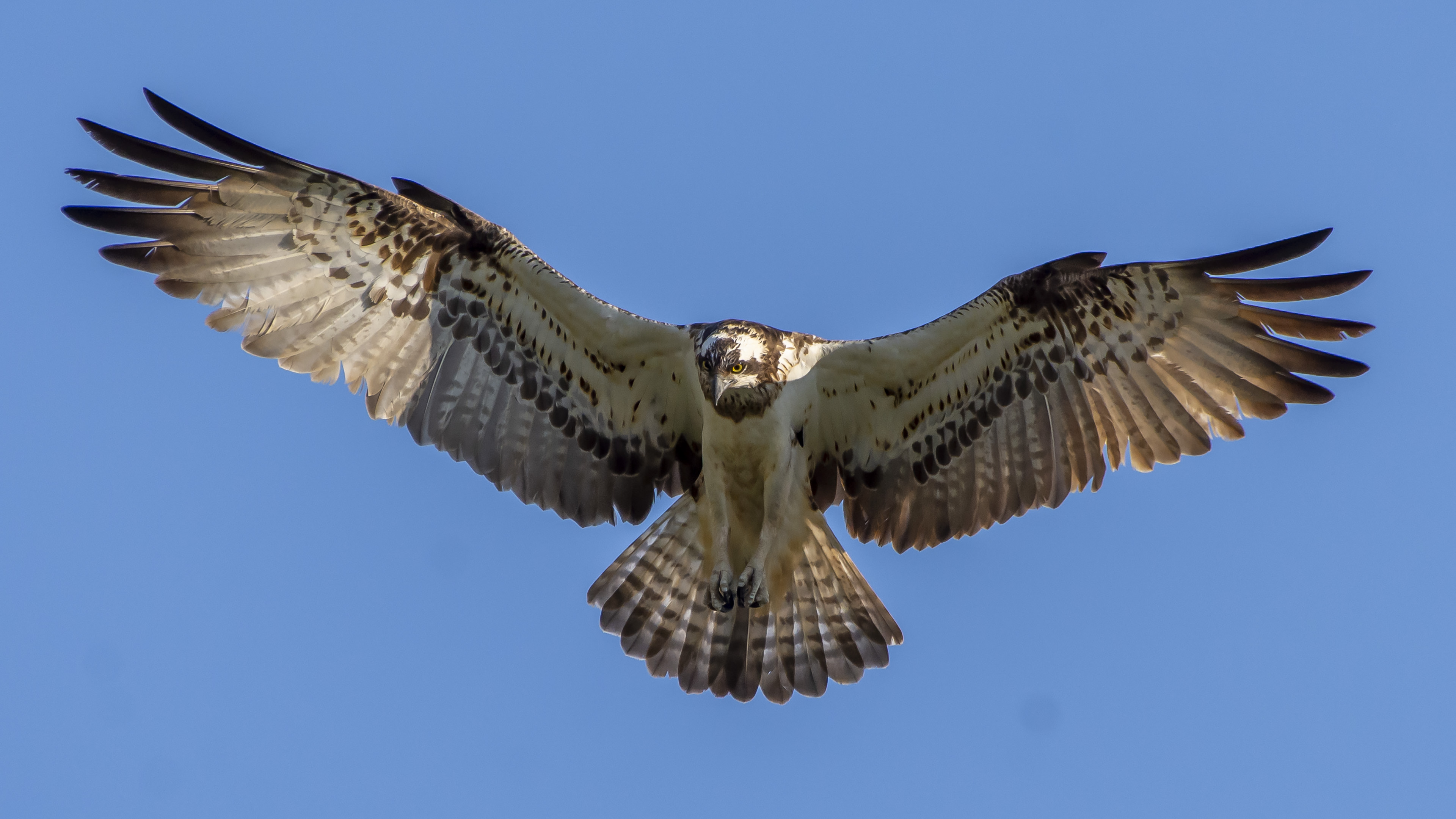 Balık kartalı » Western Osprey » Pandion haliaetus