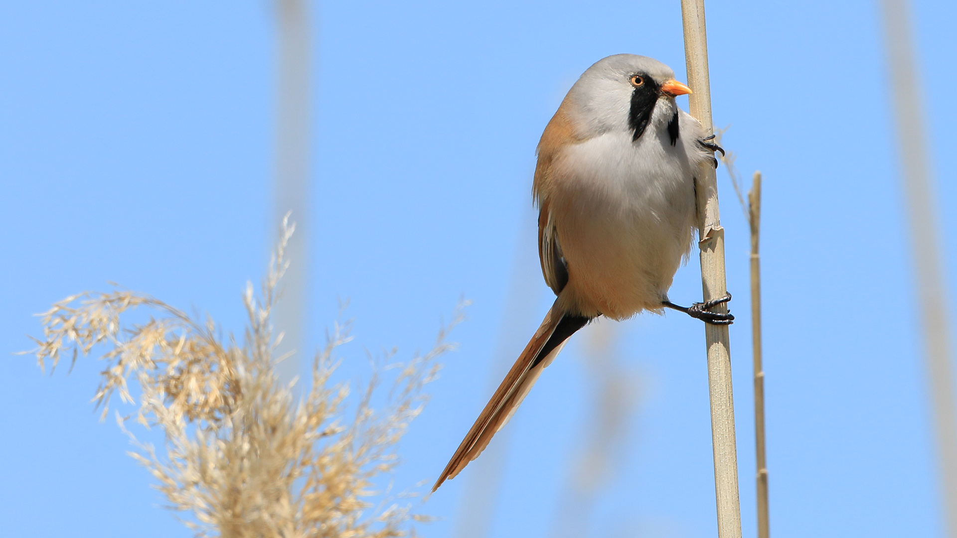 Bıyıklı baştankara » Bearded Reedling » Panurus biarmicus