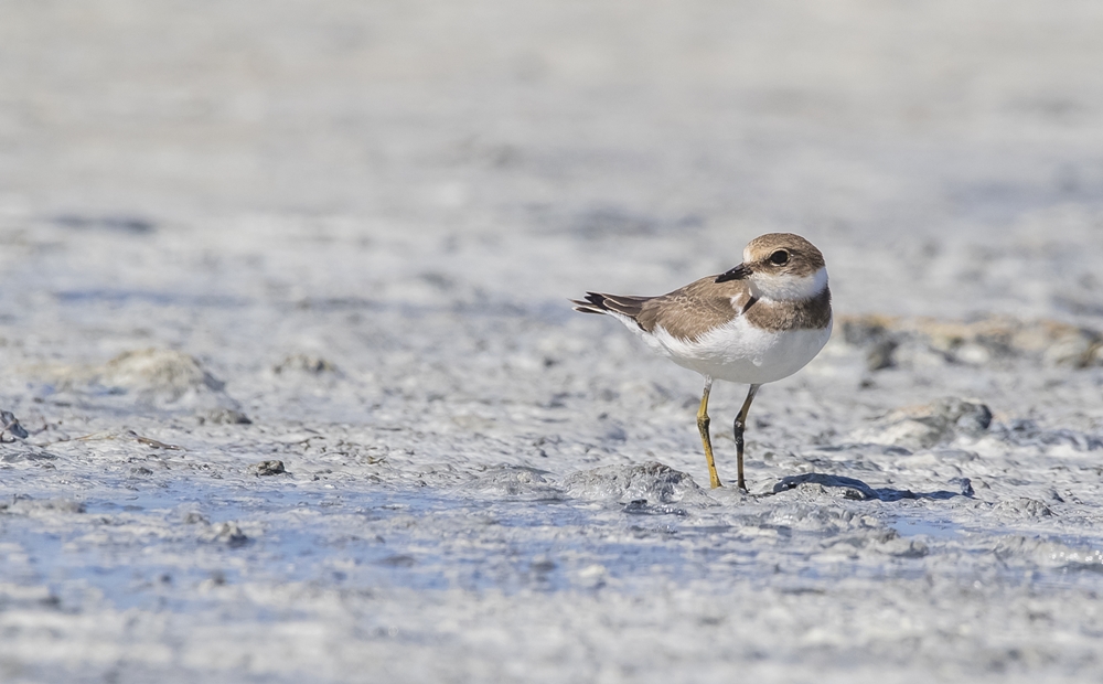 Halkalı küçük cılıbıt » Little Ringed Plover » Charadrius dubius