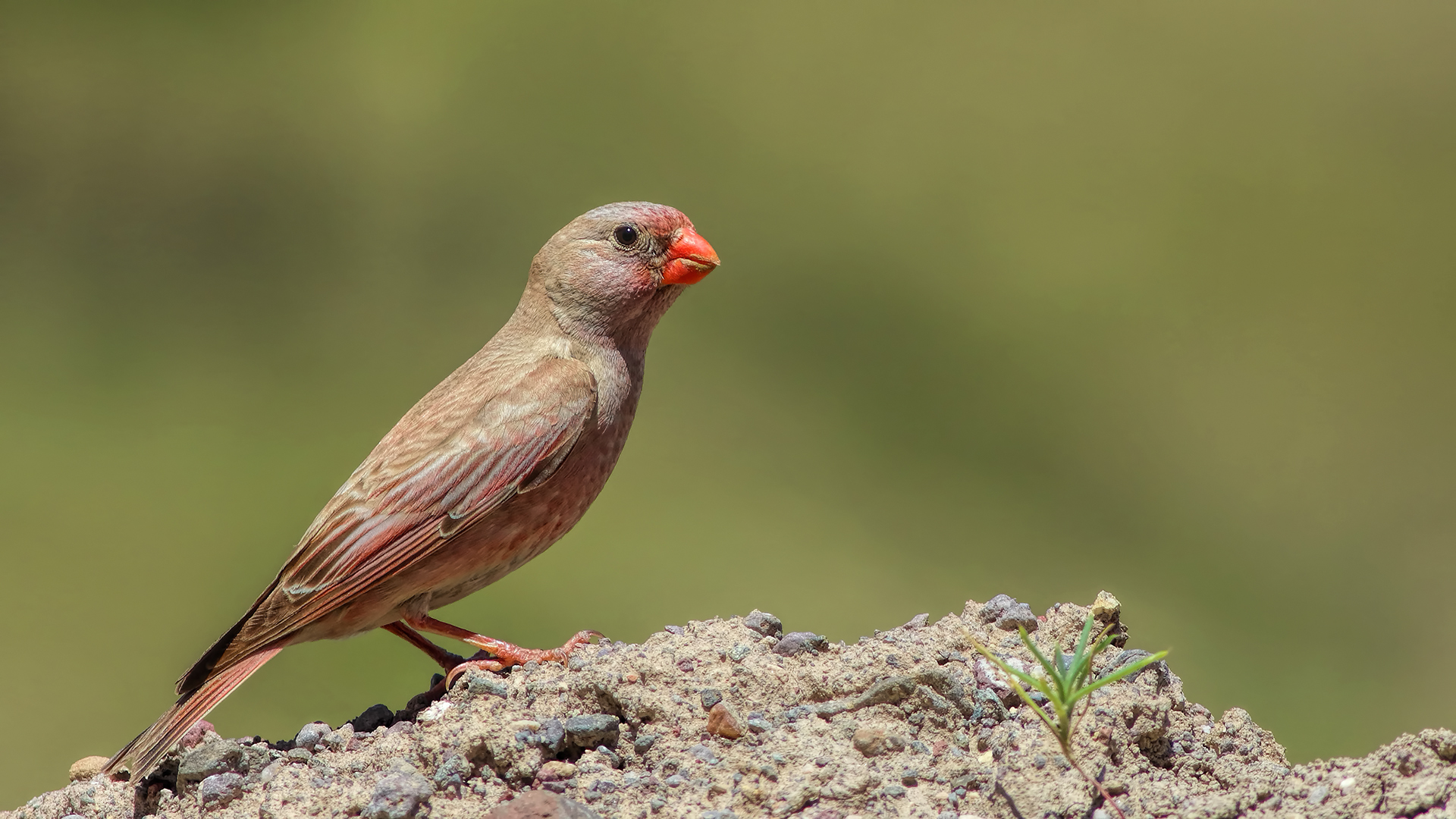 Küçük alamecek » Trumpeter Finch » Bucanetes githagineus