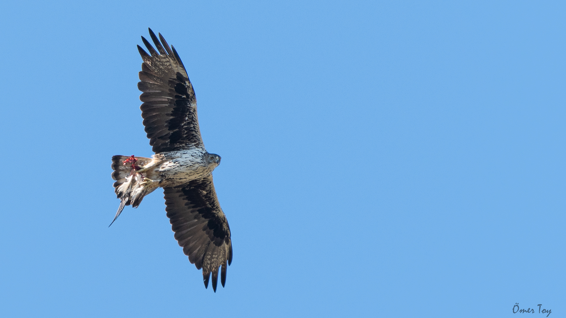 Tavşancıl » Bonelli`s Eagle » Aquila fasciata