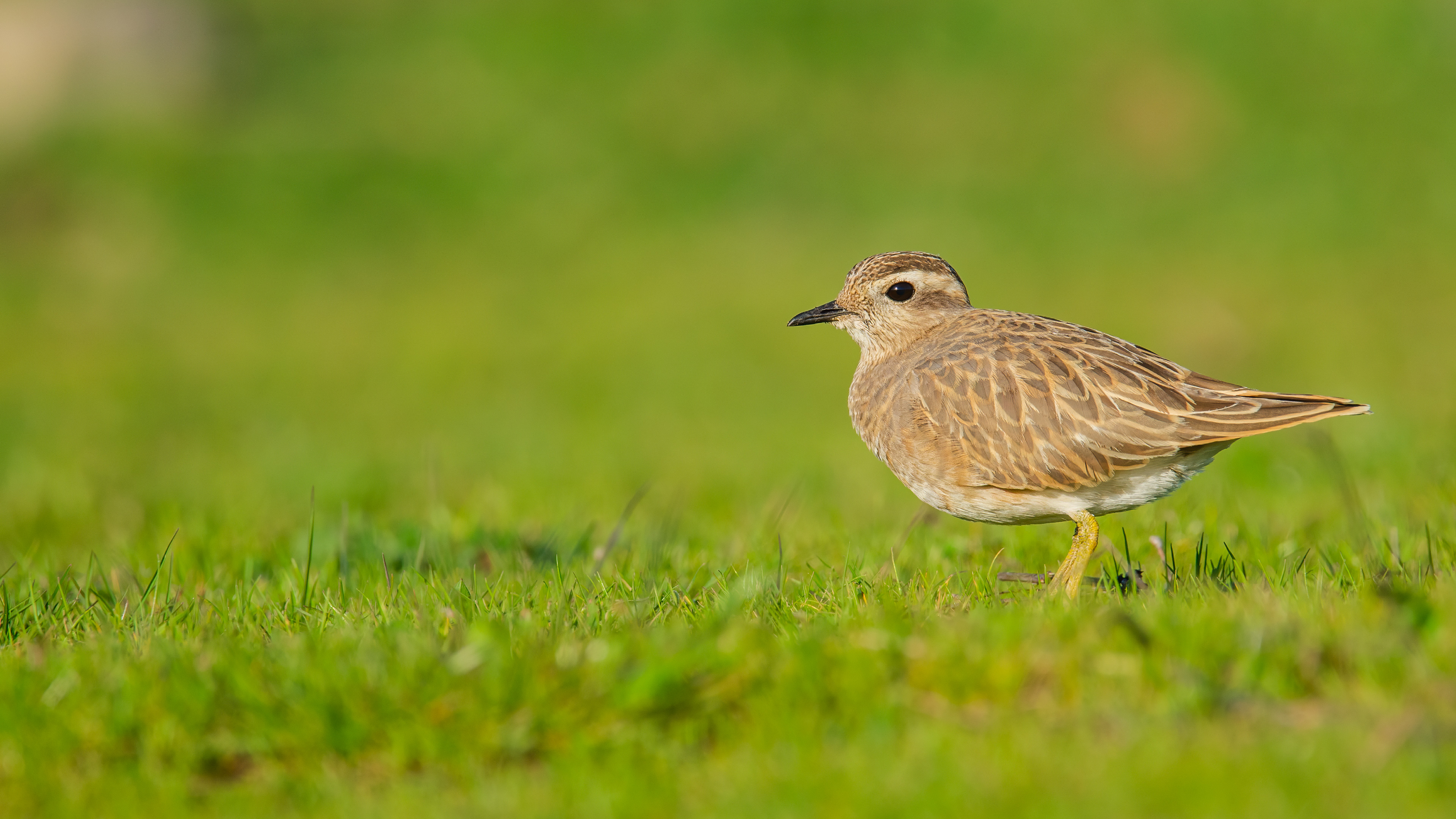 Dağ cılıbıtı » Eurasian Dotterel » Charadrius morinellus