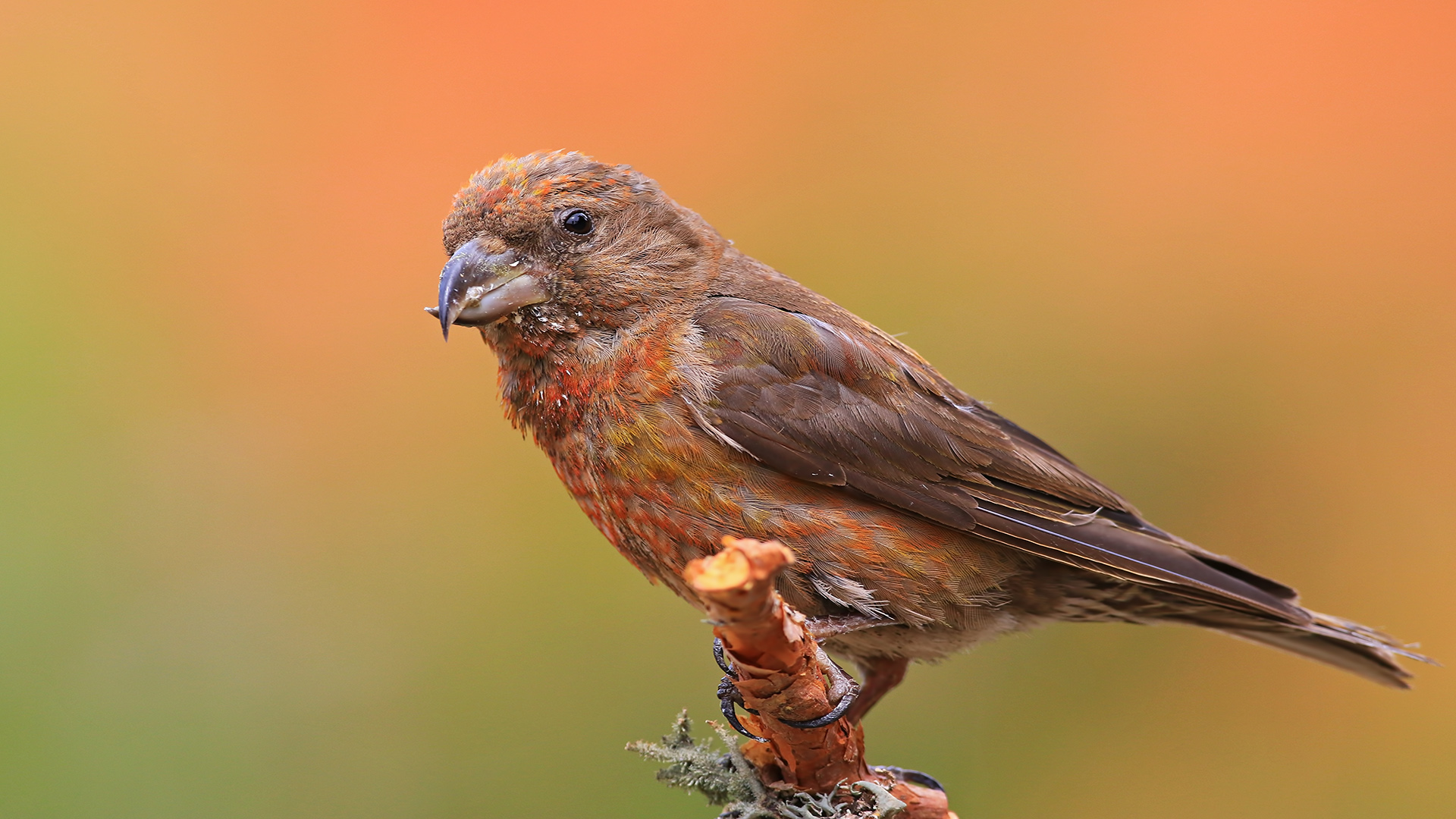 Çaprazgaga » Red Crossbill » Loxia curvirostra