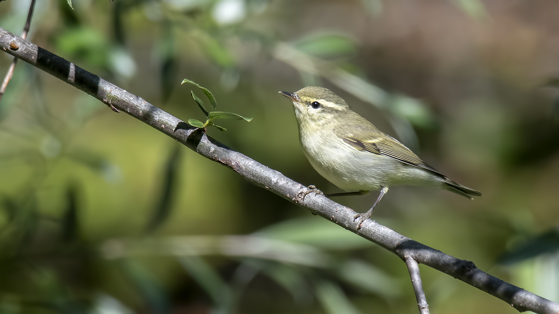 Yeşil çıvgın » Green Warbler » Phylloscopus nitidus