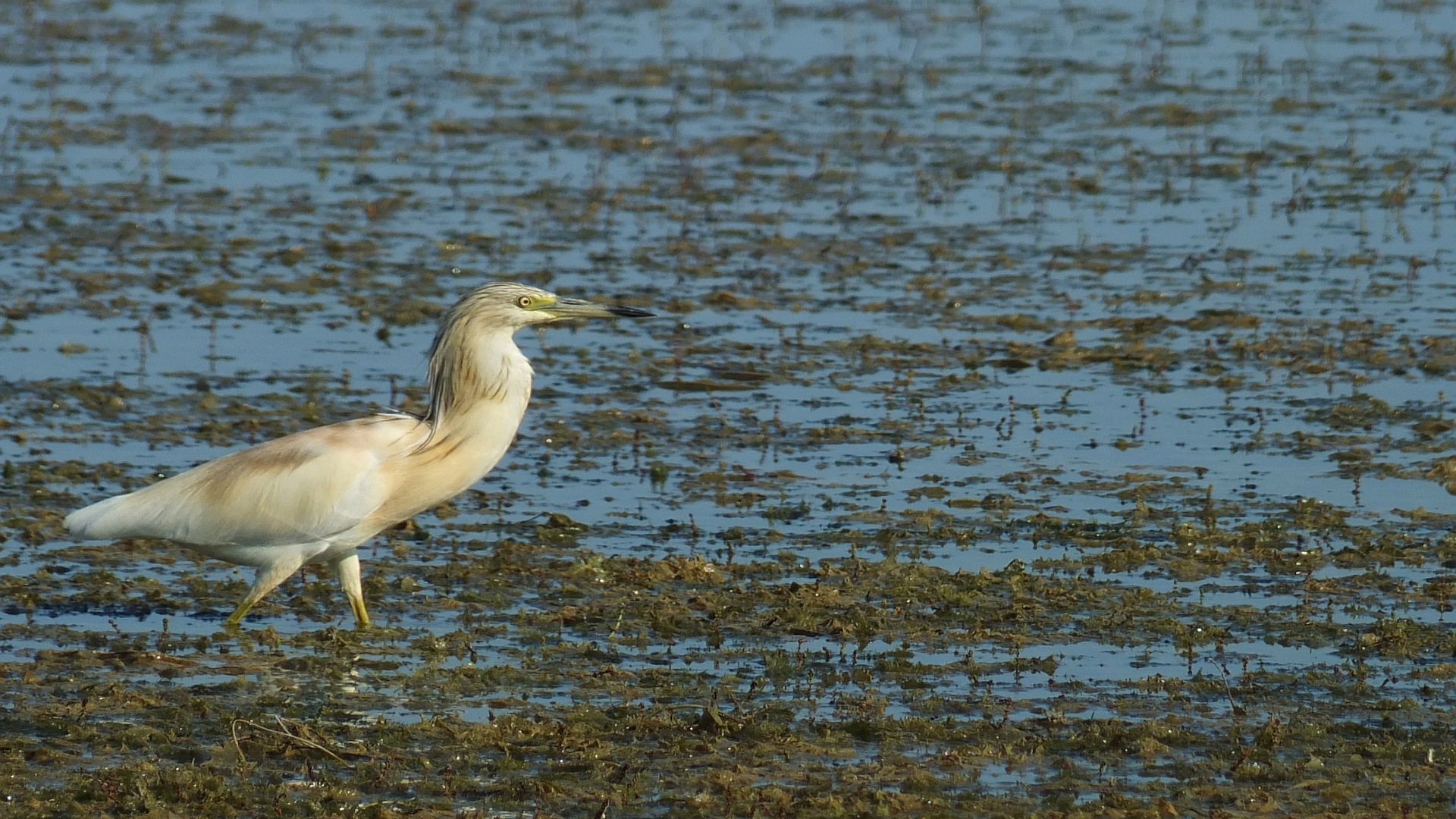 Alaca balıkçıl » Squacco Heron » Ardeola ralloides