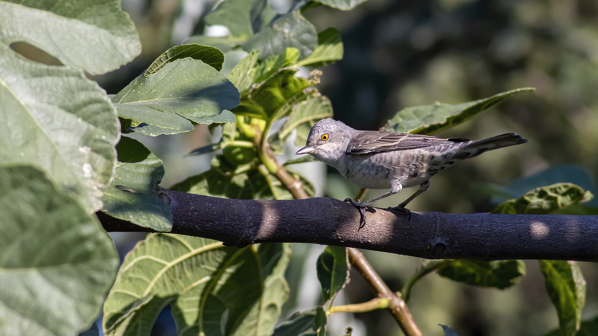 Çizgili ötleğen » Barred Warbler » Sylvia nisoria