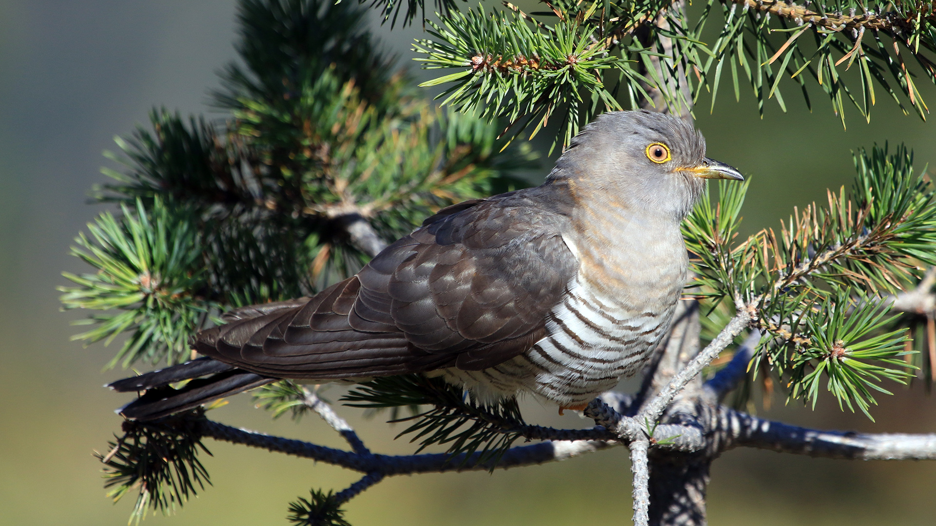 Guguk » Common Cuckoo » Cuculus canorus