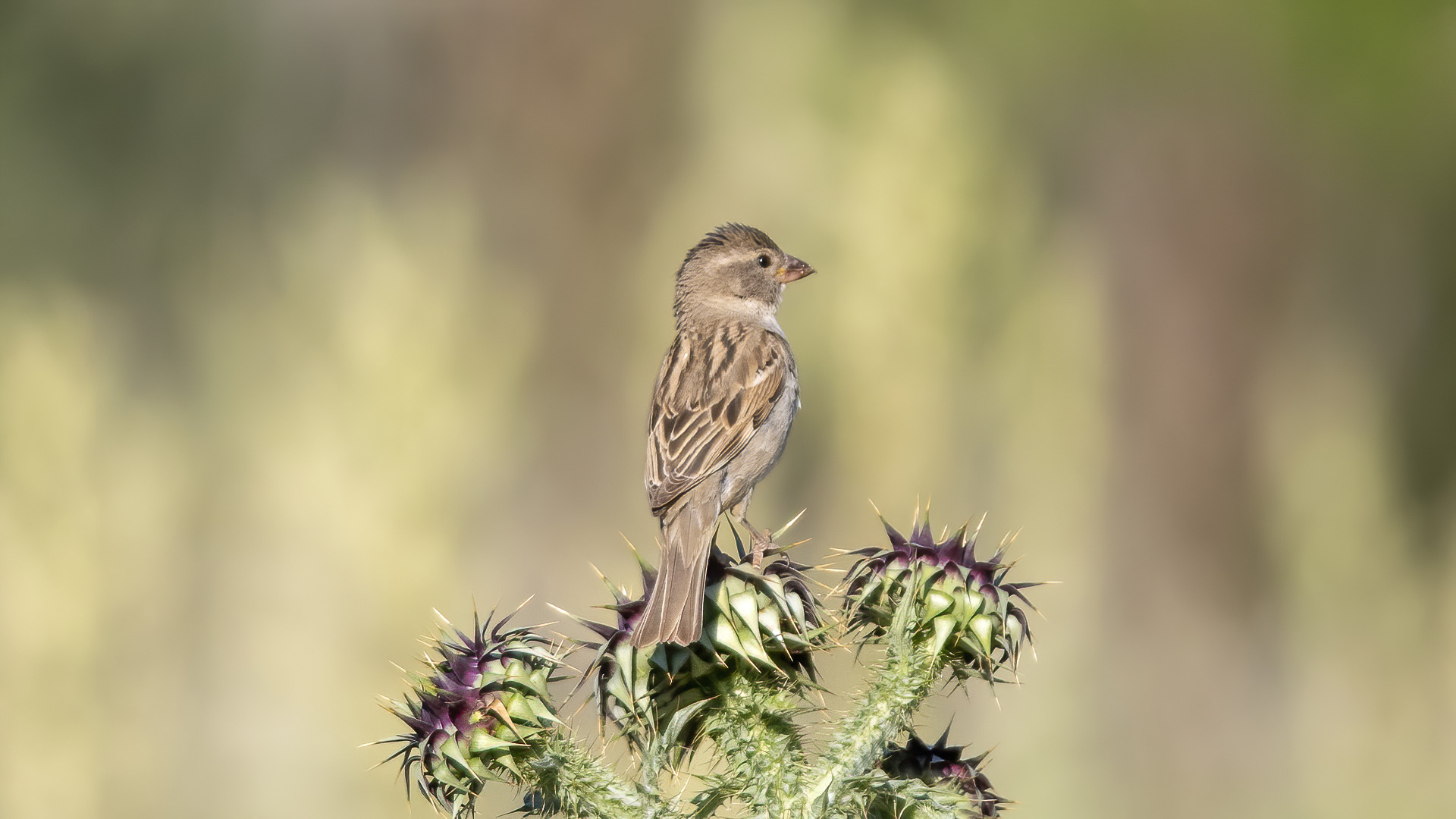 Serçe » House Sparrow » Passer domesticus