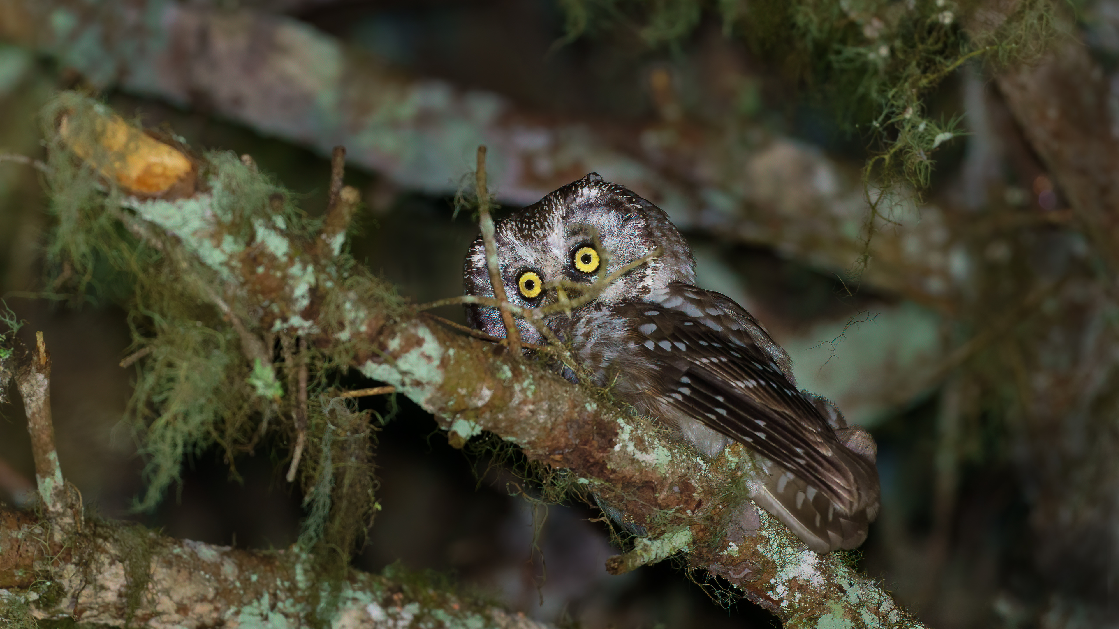 Paçalı baykuş » Boreal Owl » Aegolius funereus