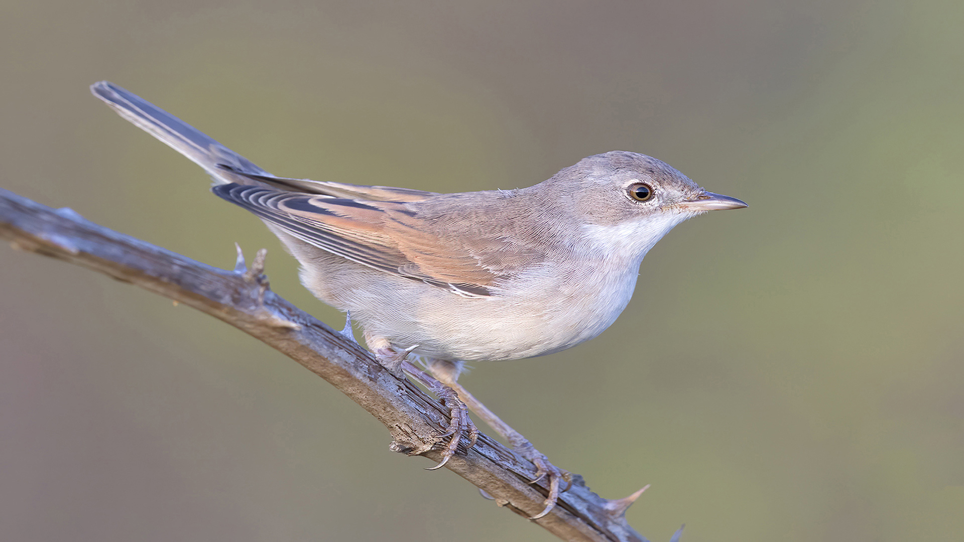 Akgerdanlı ötleğen » Common Whitethroat » Sylvia communis