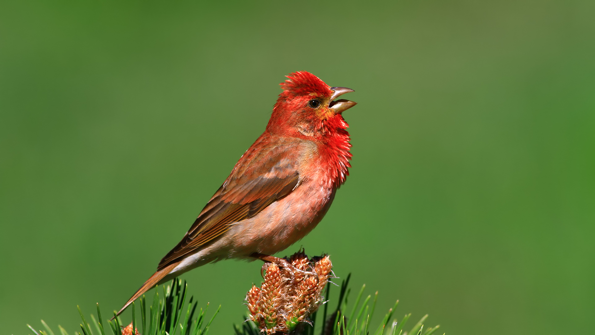 Çütre » Common Rosefinch » Carpodacus erythrinus