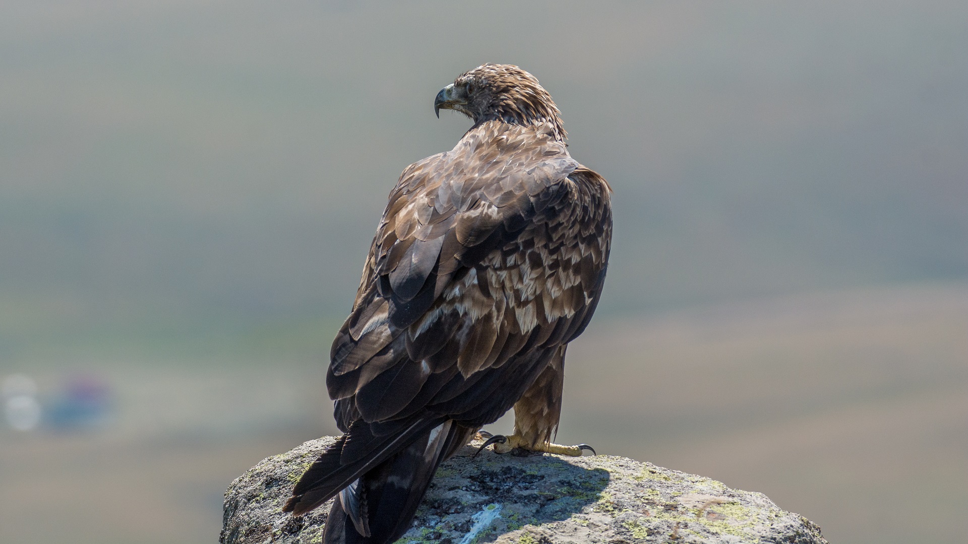 Kaya kartalı » Golden Eagle » Aquila chrysaetos