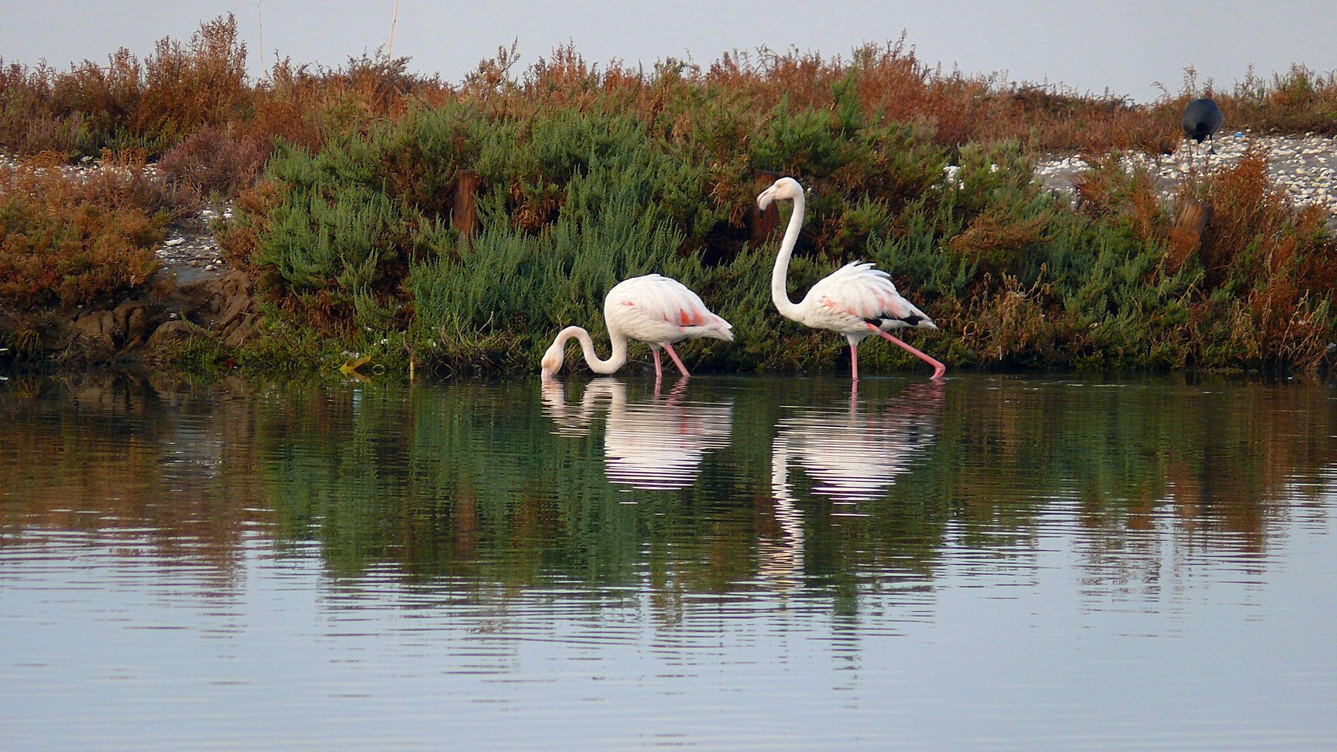 Flamingo