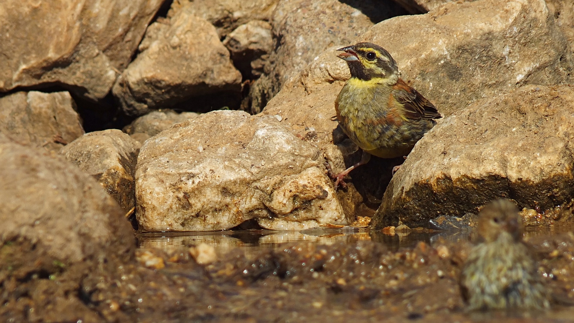 Bahçe kirazkuşu » Cirl Bunting » Emberiza cirlus