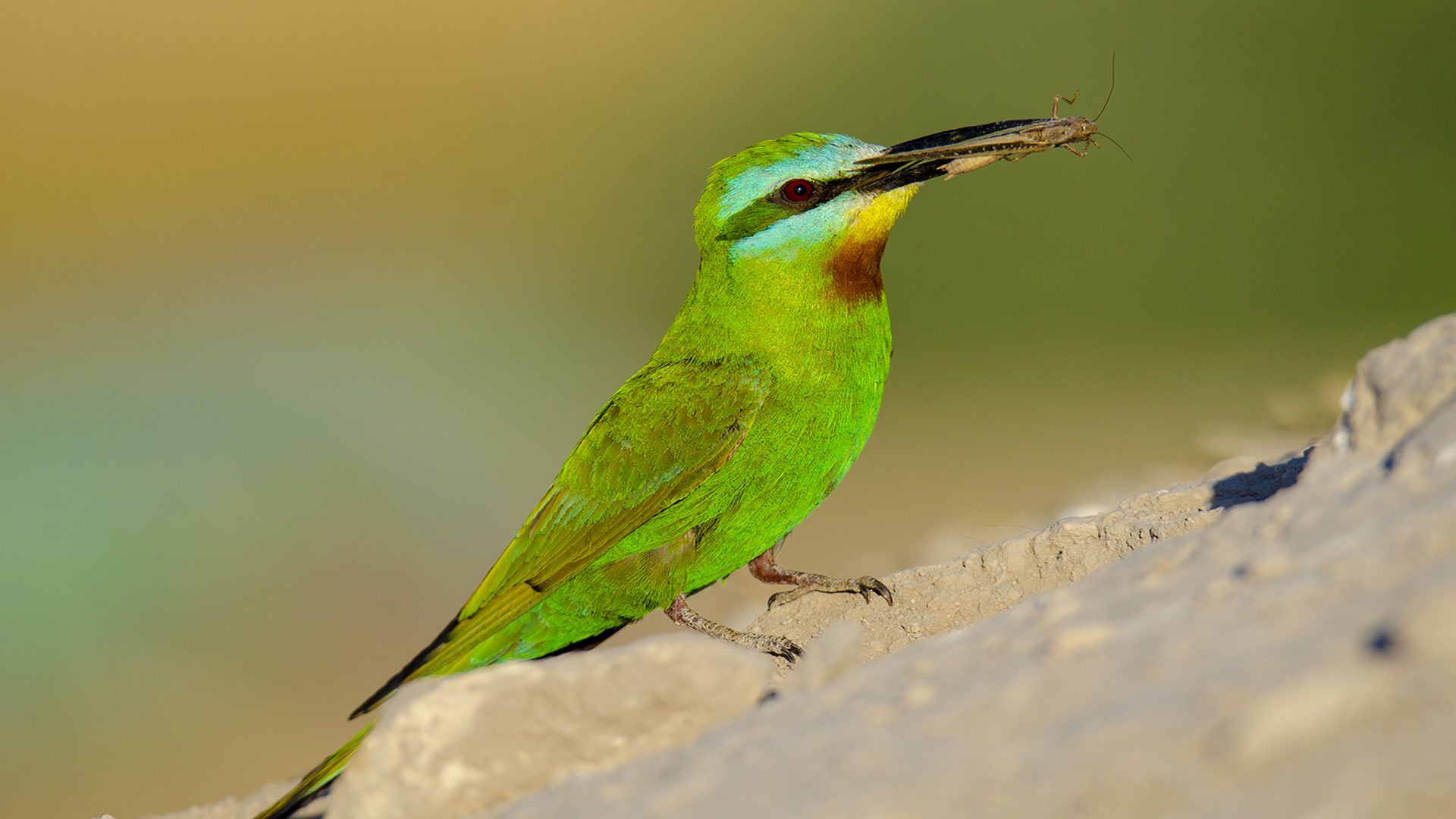 Yeşil arıkuşu » Blue-cheeked Bee-eater » Merops persicus