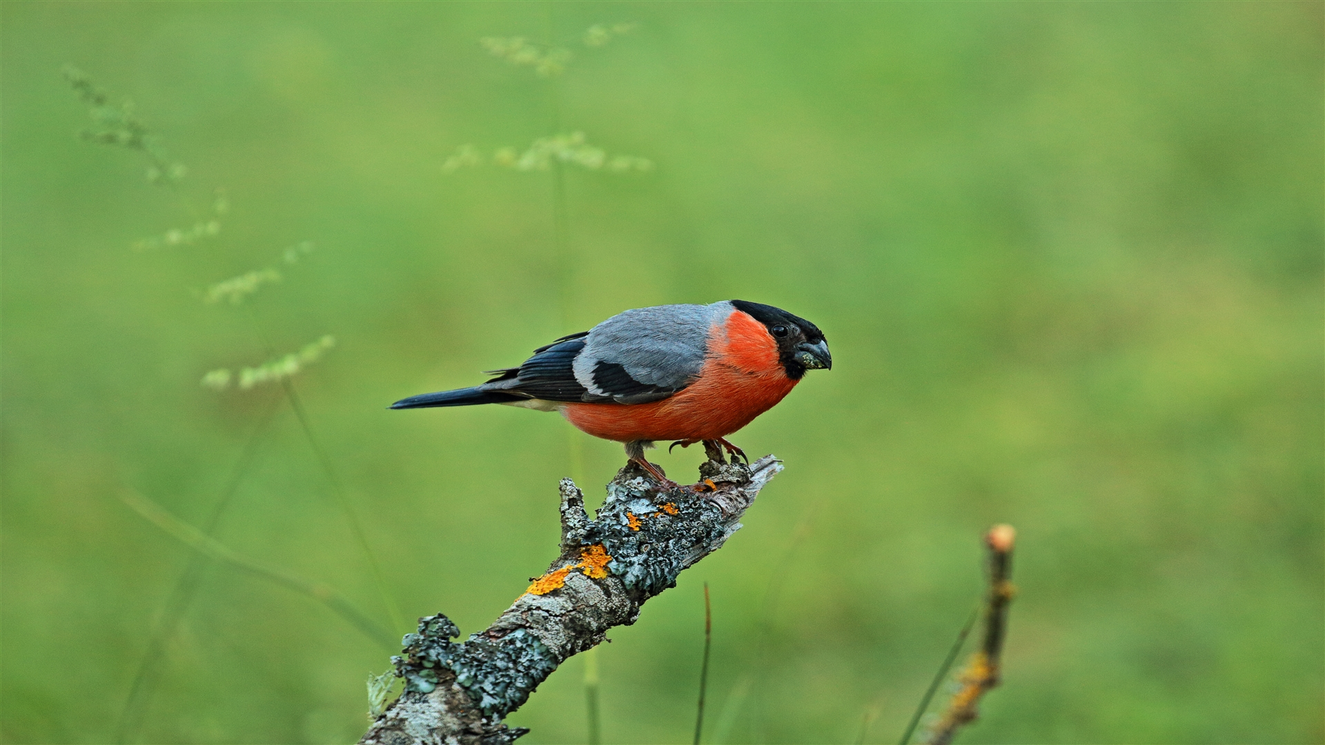 Şakrak » Eurasian Bullfinch » Pyrrhula pyrrhula