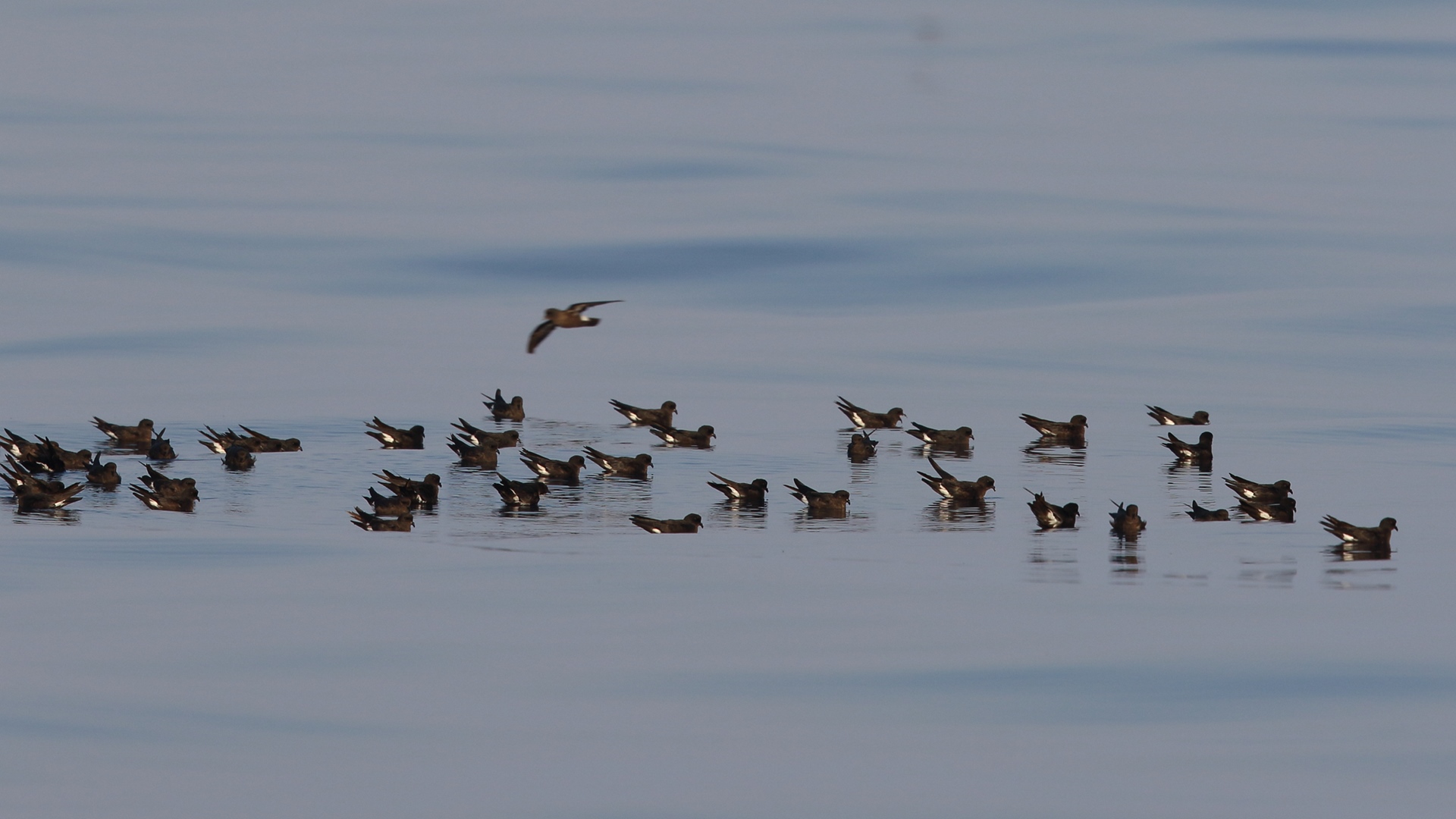 Fırtınakırlangıcı » European Storm Petrel » Hydrobates pelagicus