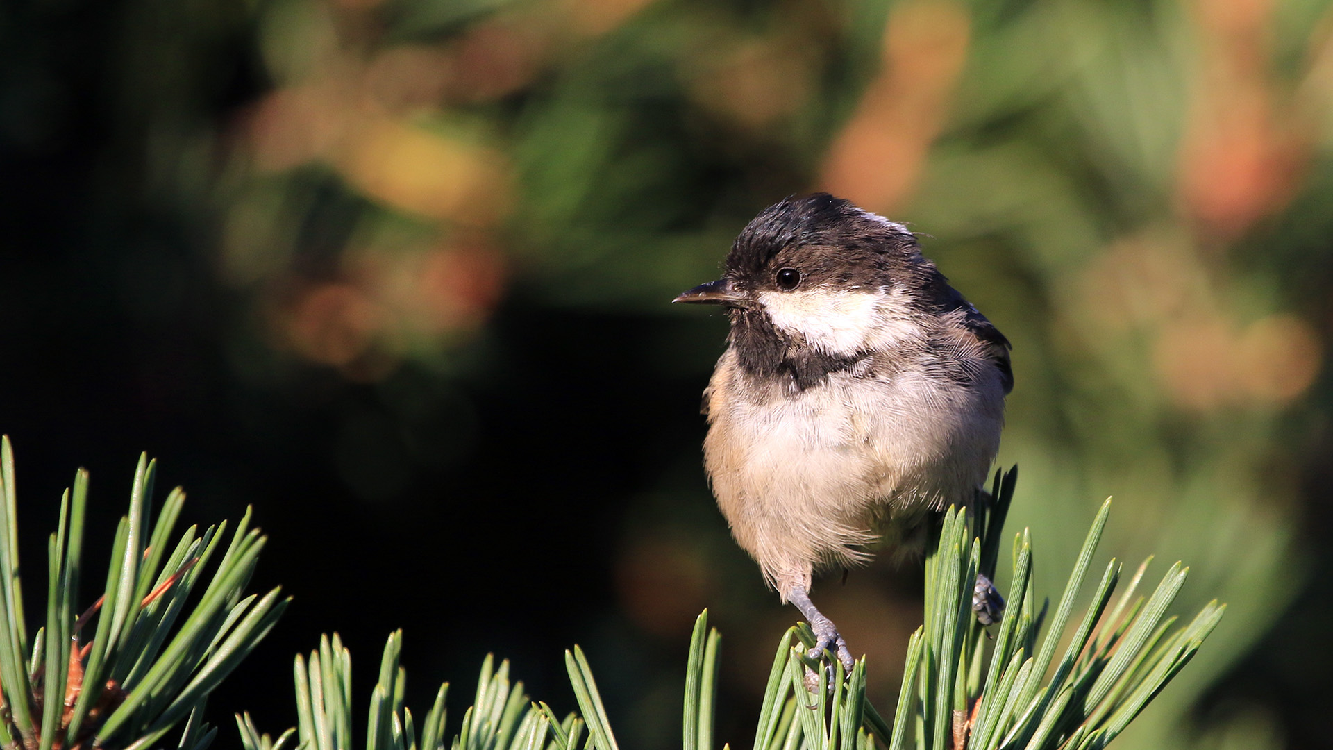 Çam baştankarası » Coal Tit » Periparus ater