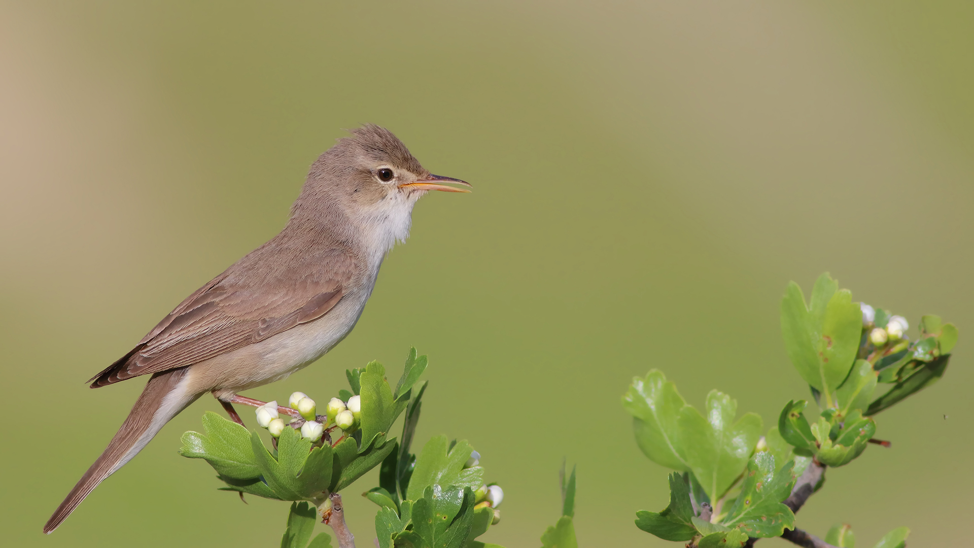 Dağ mukallidi » Upcher`s Warbler » Hippolais languida