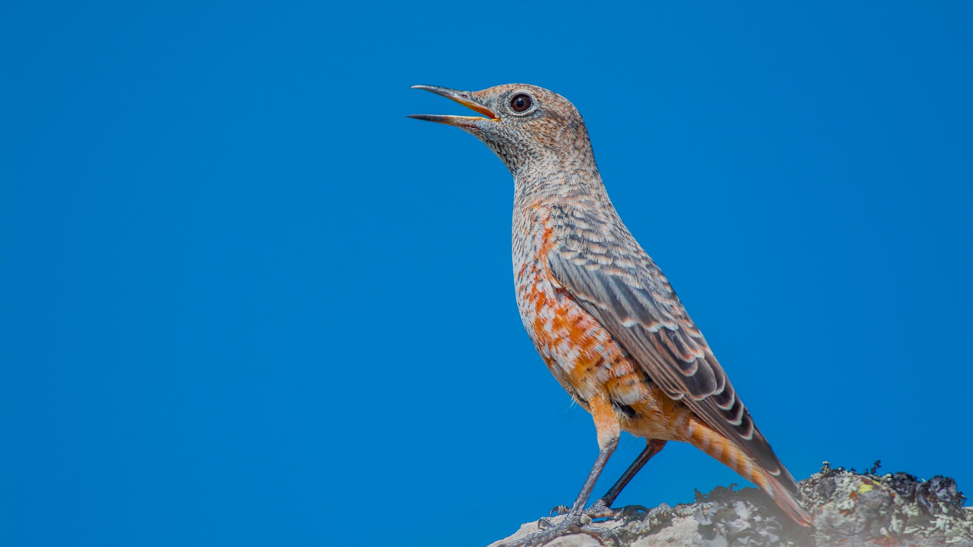 Taşkızılı » Common Rock Thrush » Monticola saxatilis