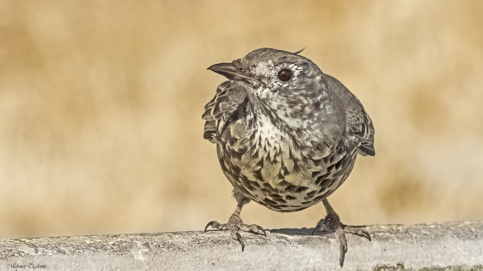 Ökse ardıcı » Mistle Thrush » Turdus viscivorus