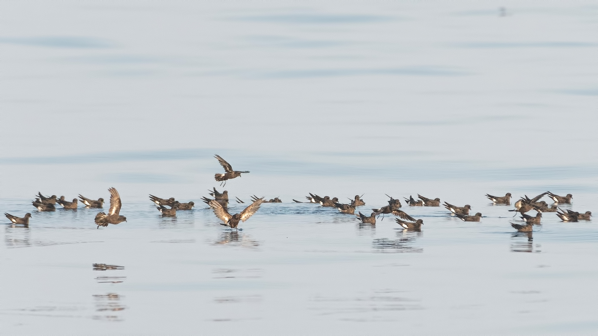 Fırtınakırlangıcı » European Storm Petrel » Hydrobates pelagicus