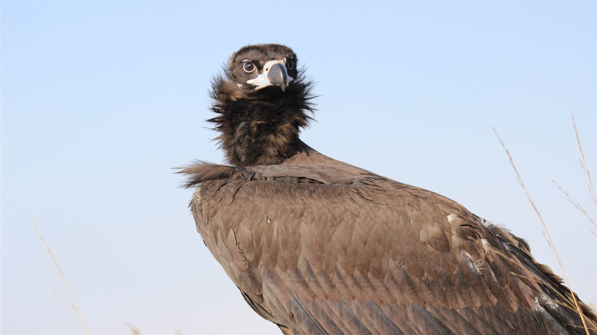 Kara akbaba » Cinereous Vulture » Aegypius monachus