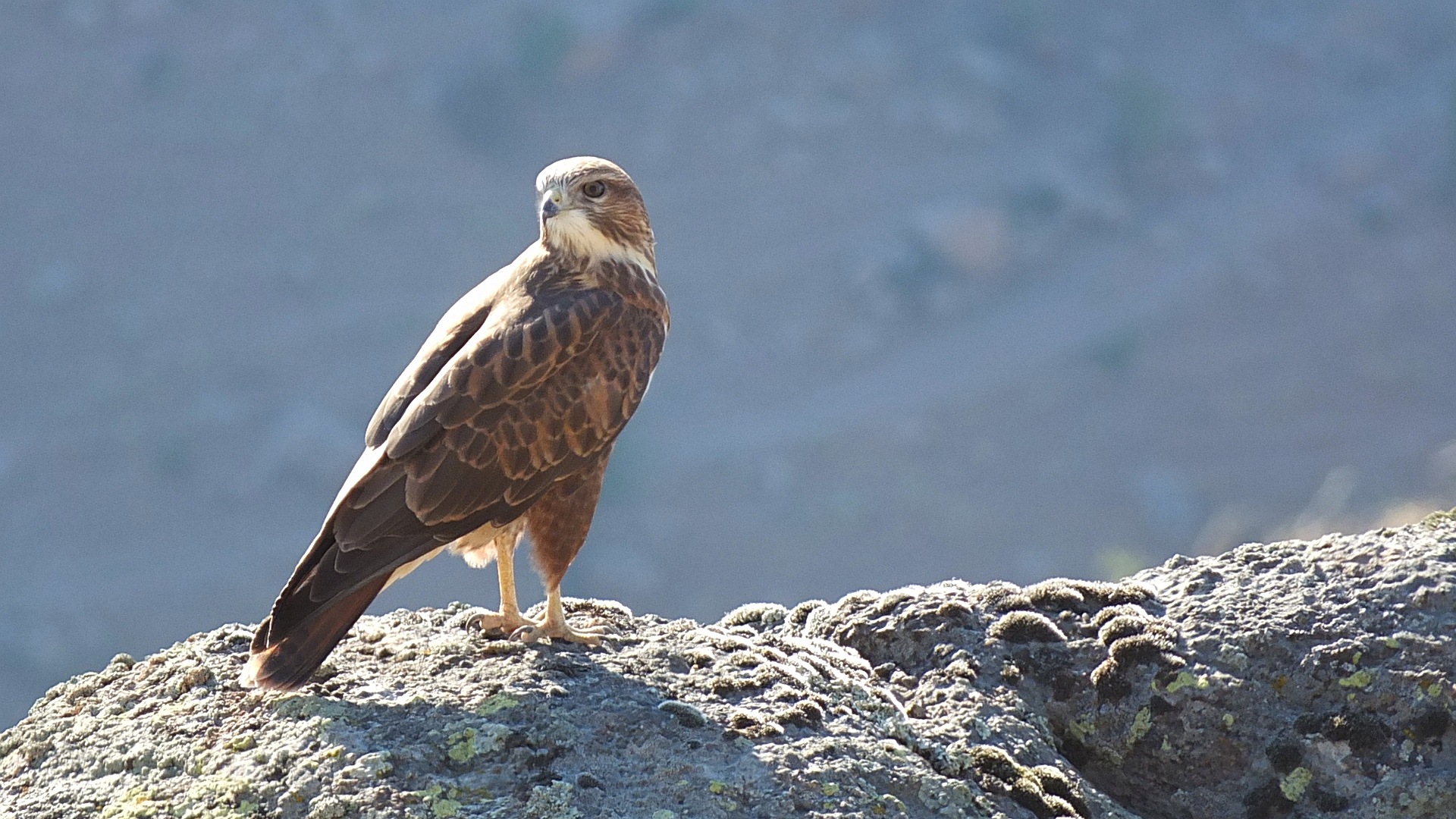 Kızıl şahin » Long-legged Buzzard » Buteo rufinus