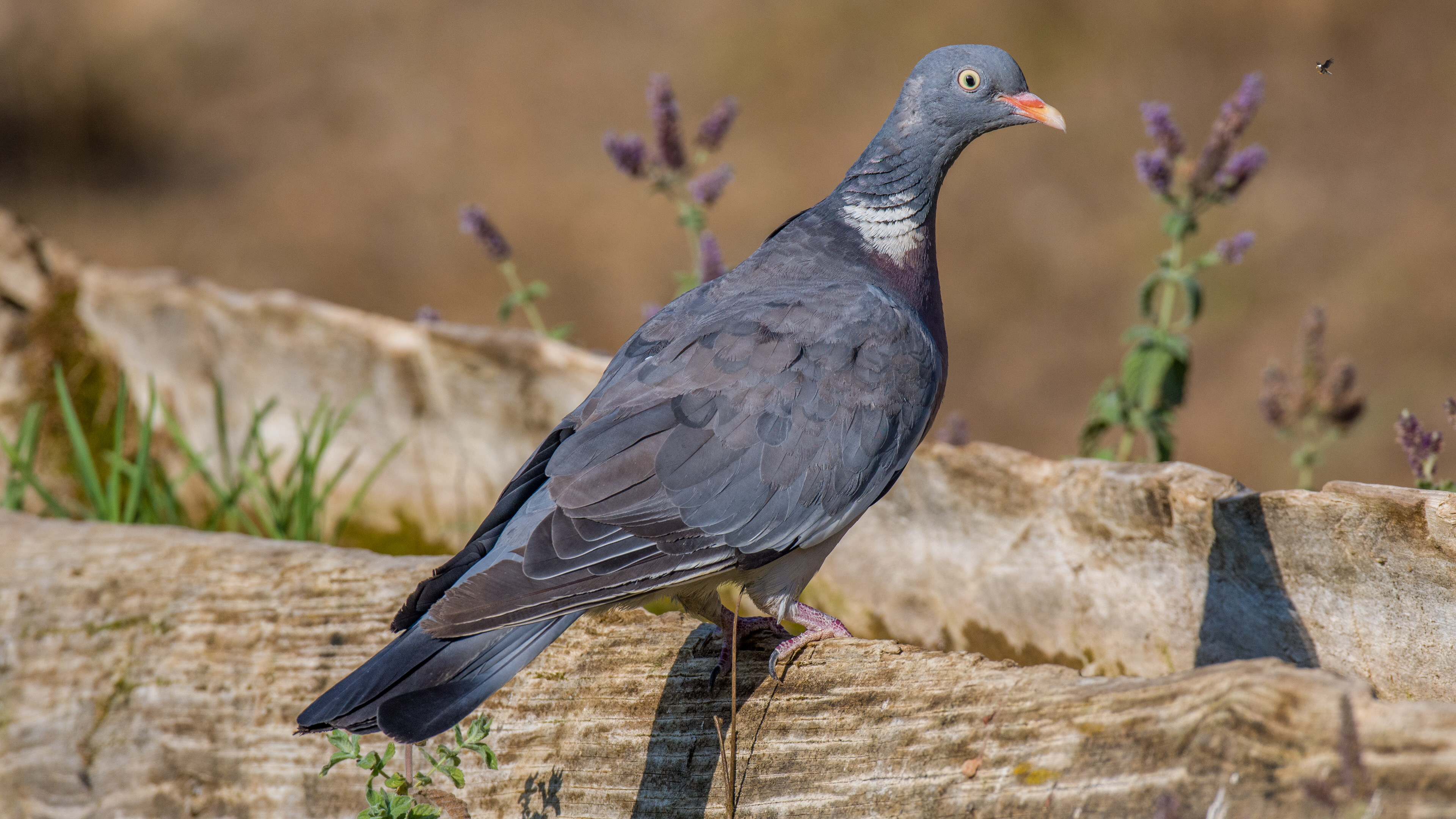 Tahtalı » Common Wood Pigeon » Columba palumbus