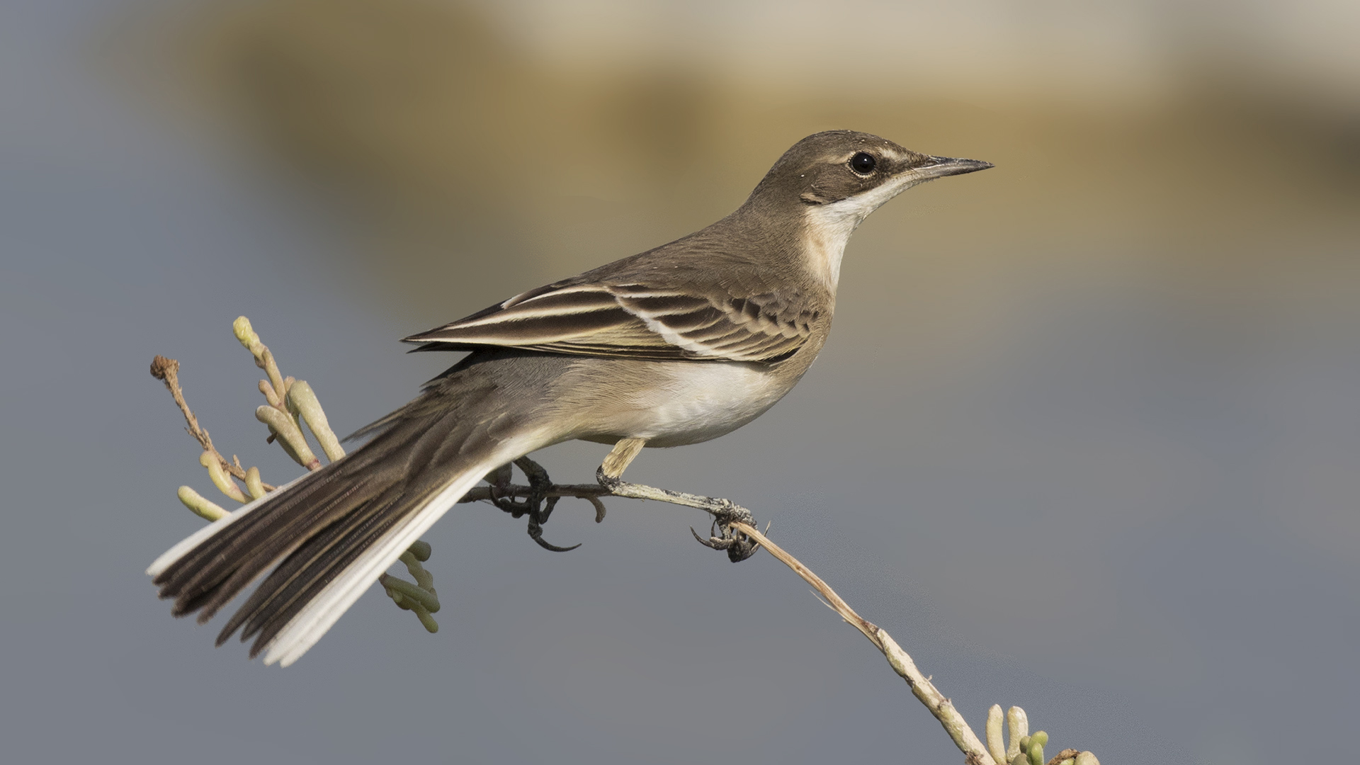 Sarı kuyruksallayan » Western Yellow Wagtail » Motacilla flava