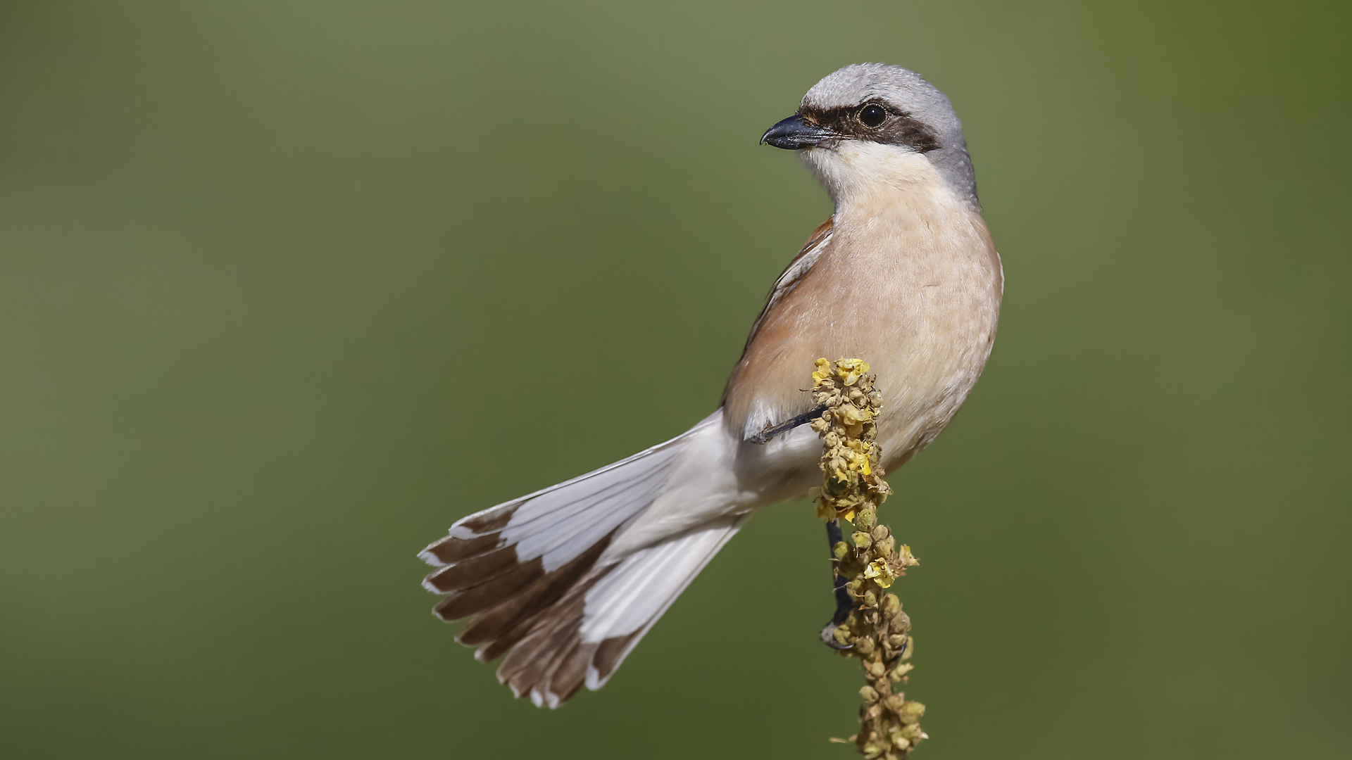 Kızılsırtlı örümcekkuşu » Red-backed Shrike » Lanius collurio