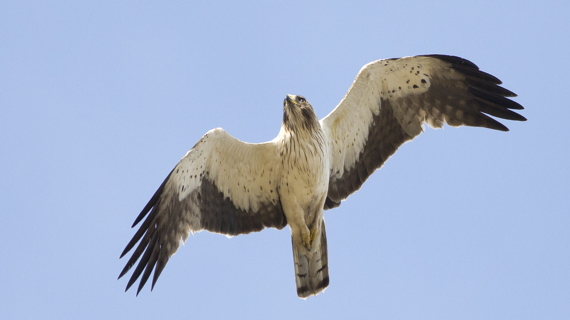 Küçük kartal » Booted Eagle » Hieraaetus pennatus