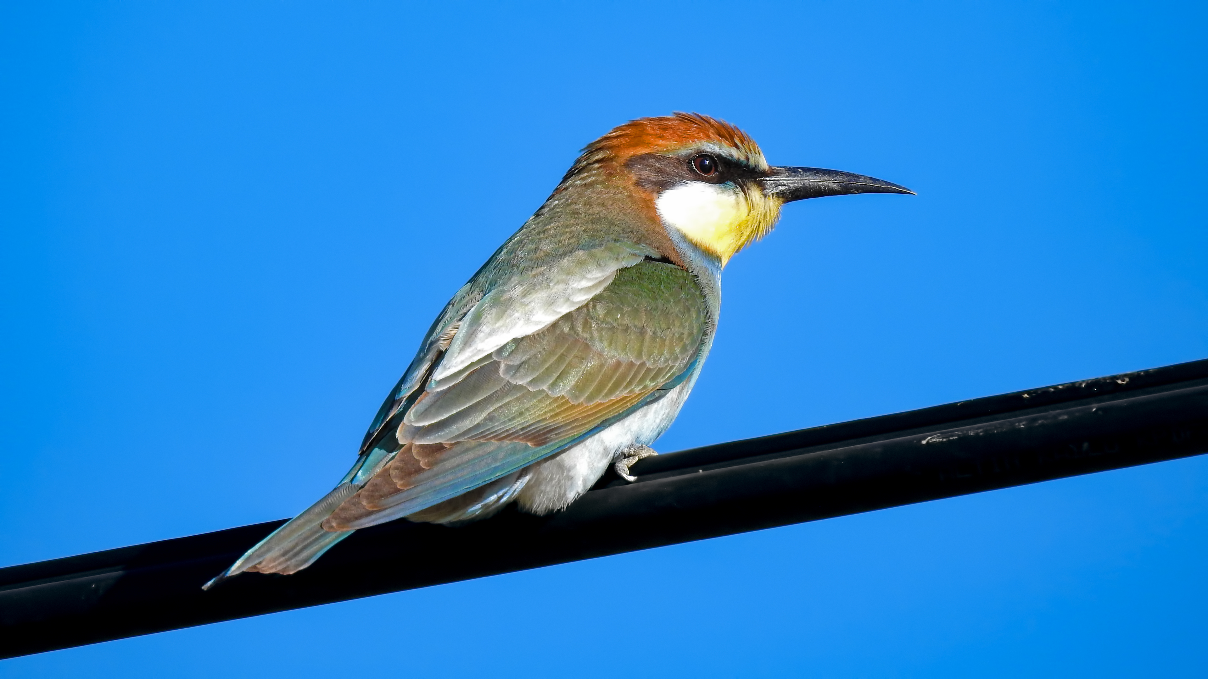 Arıkuşu » European Bee-eater » Merops apiaster