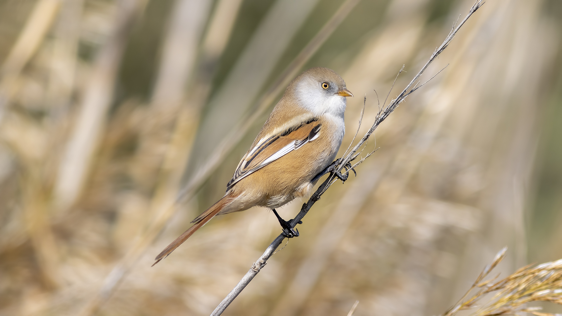 Bıyıklı baştankara » Bearded Reedling » Panurus biarmicus