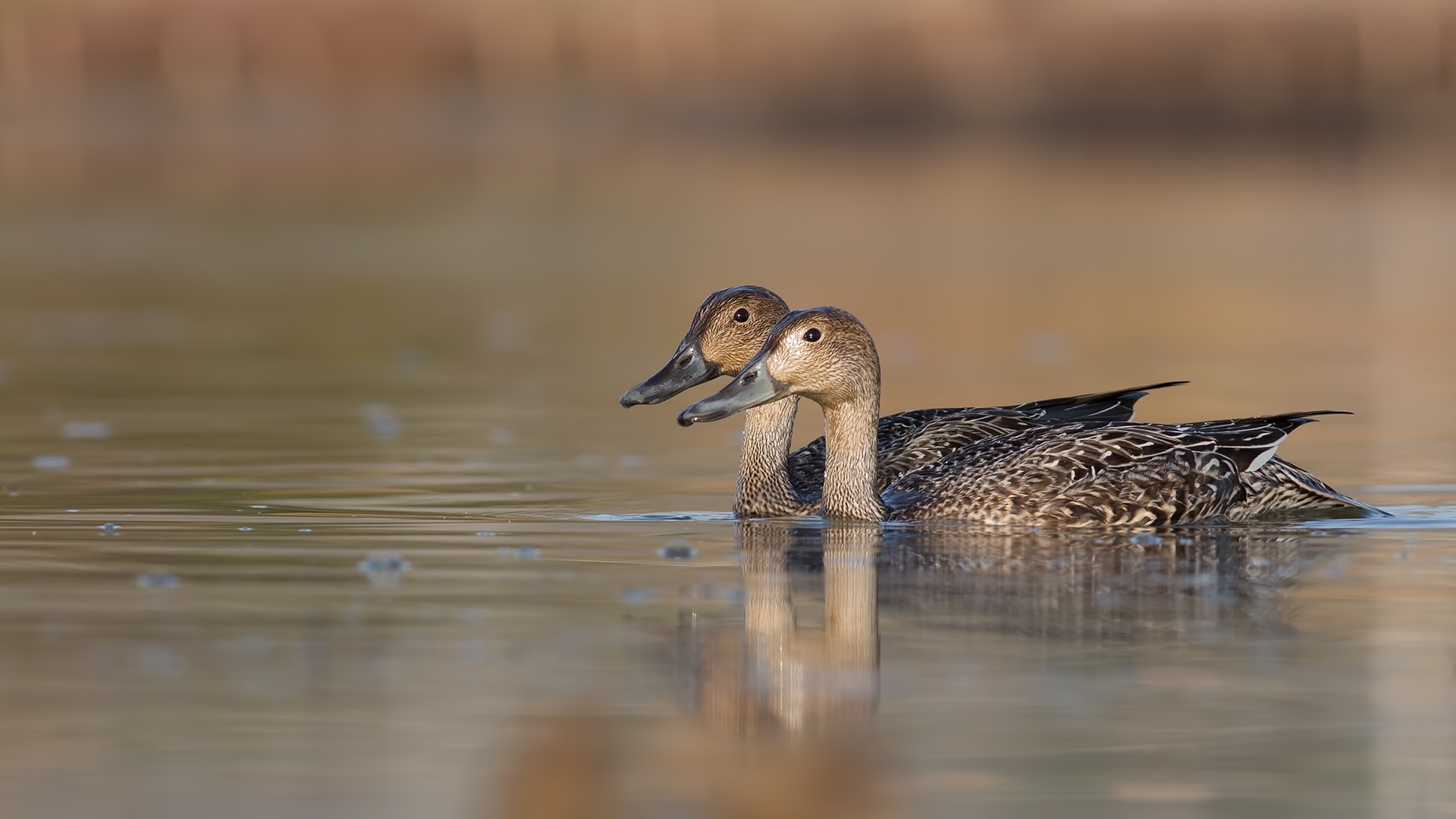 Kılkuyruk » Northern Pintail » Anas acuta