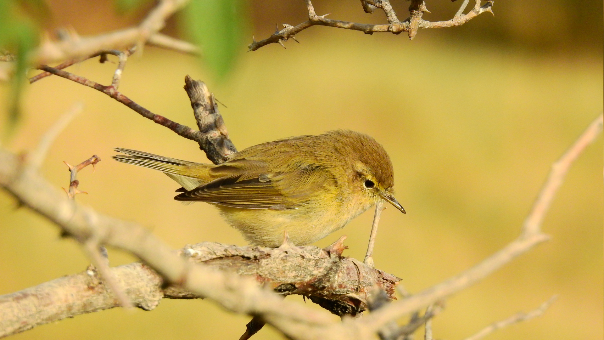 Çıvgın » Common Chiffchaff » Phylloscopus collybita