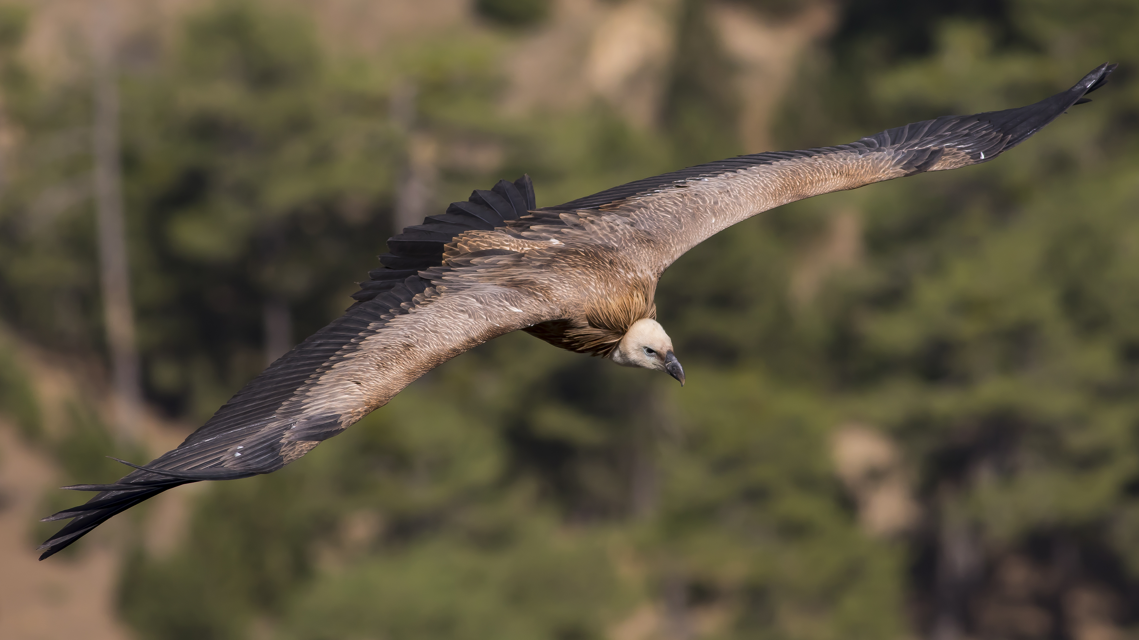 Kızıl akbaba » Griffon Vulture » Gyps fulvus