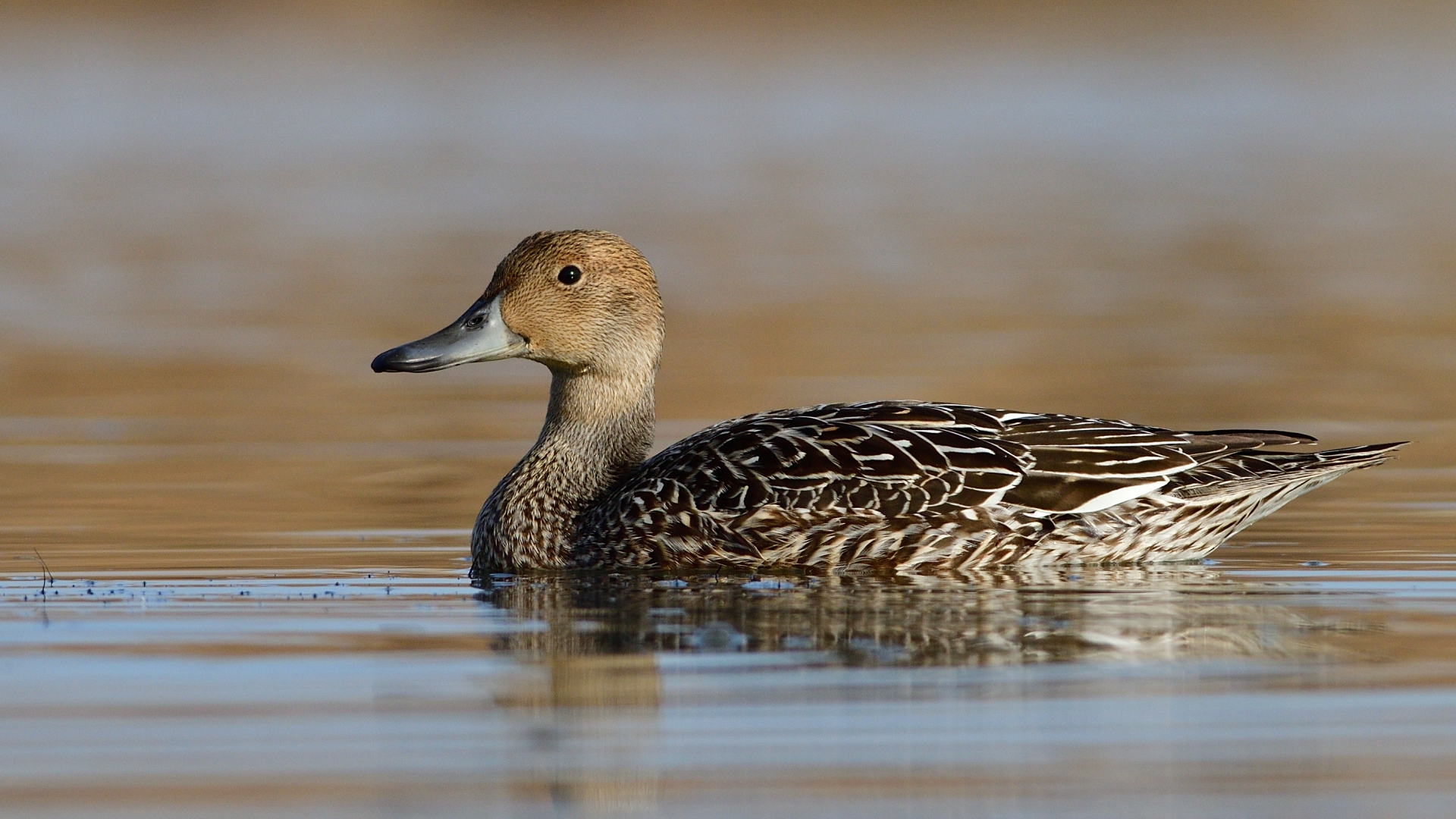 Kılkuyruk » Northern Pintail » Anas acuta