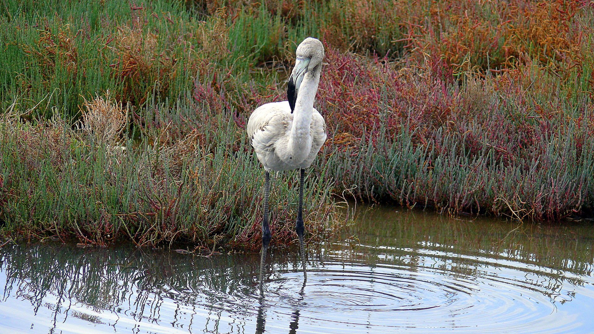 Flamingo