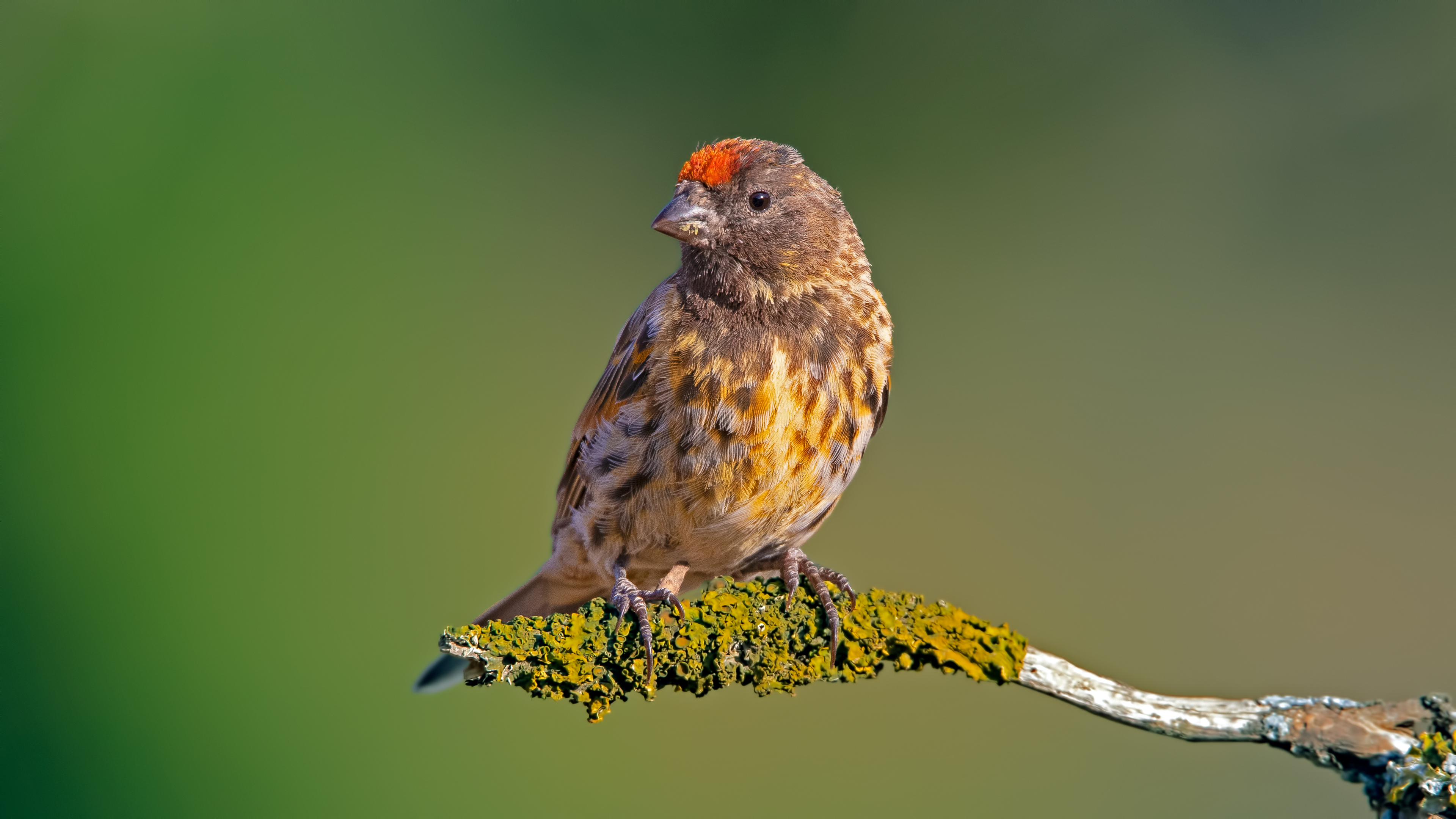 Kara iskete » Red-fronted Serin » Serinus pusillus