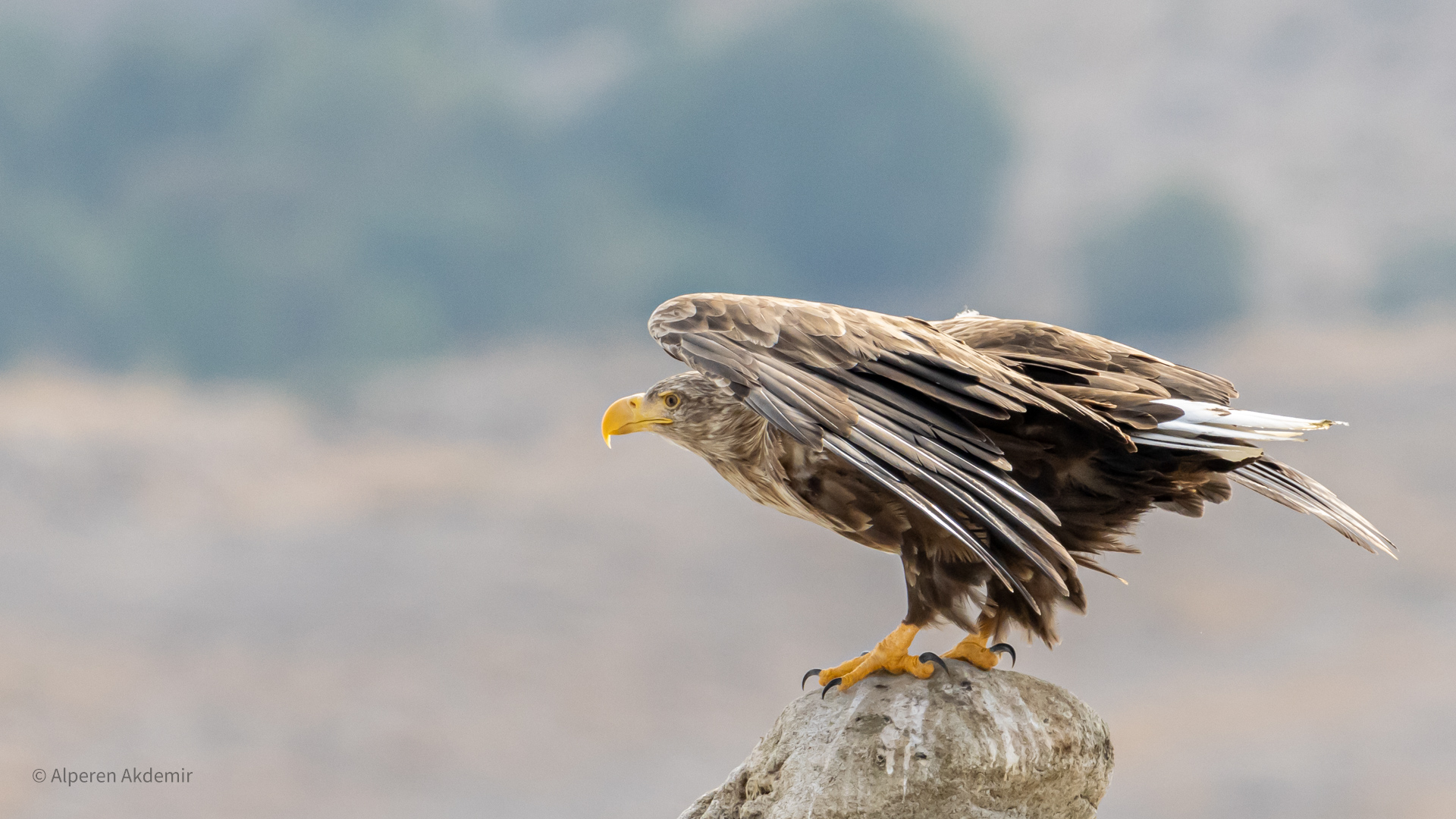 Akkuyruklu kartal