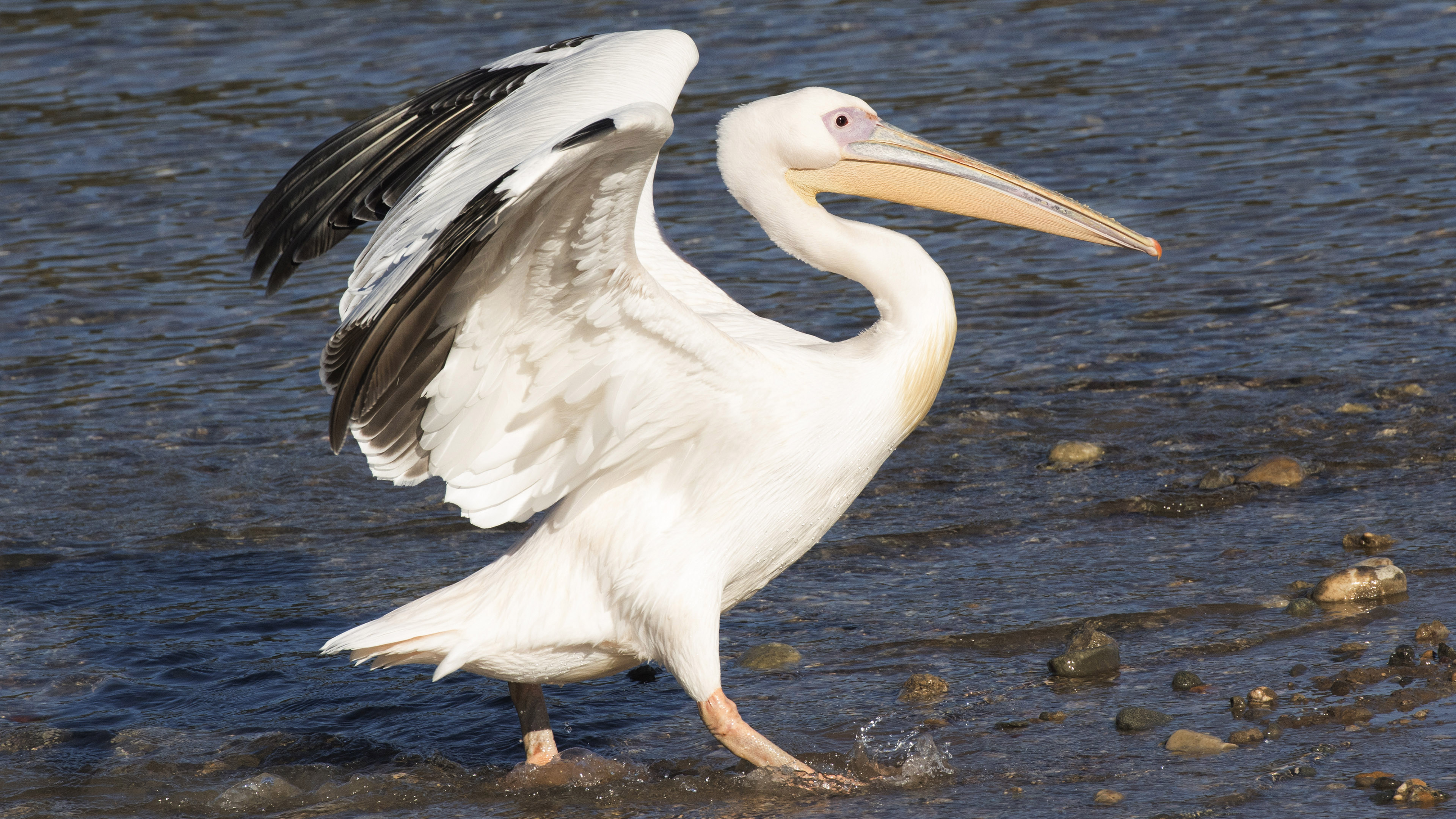 Ak pelikan » Great White Pelican » Pelecanus onocrotalus