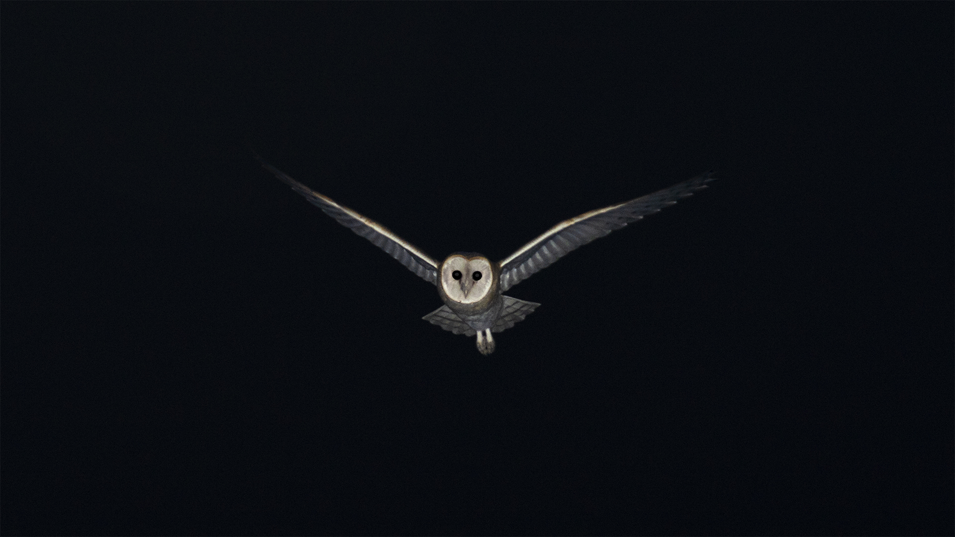 Peçeli baykuş » Western Barn Owl » Tyto alba