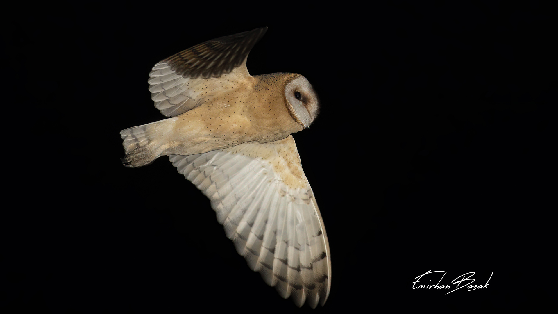 Peçeli baykuş » Western Barn Owl » Tyto alba