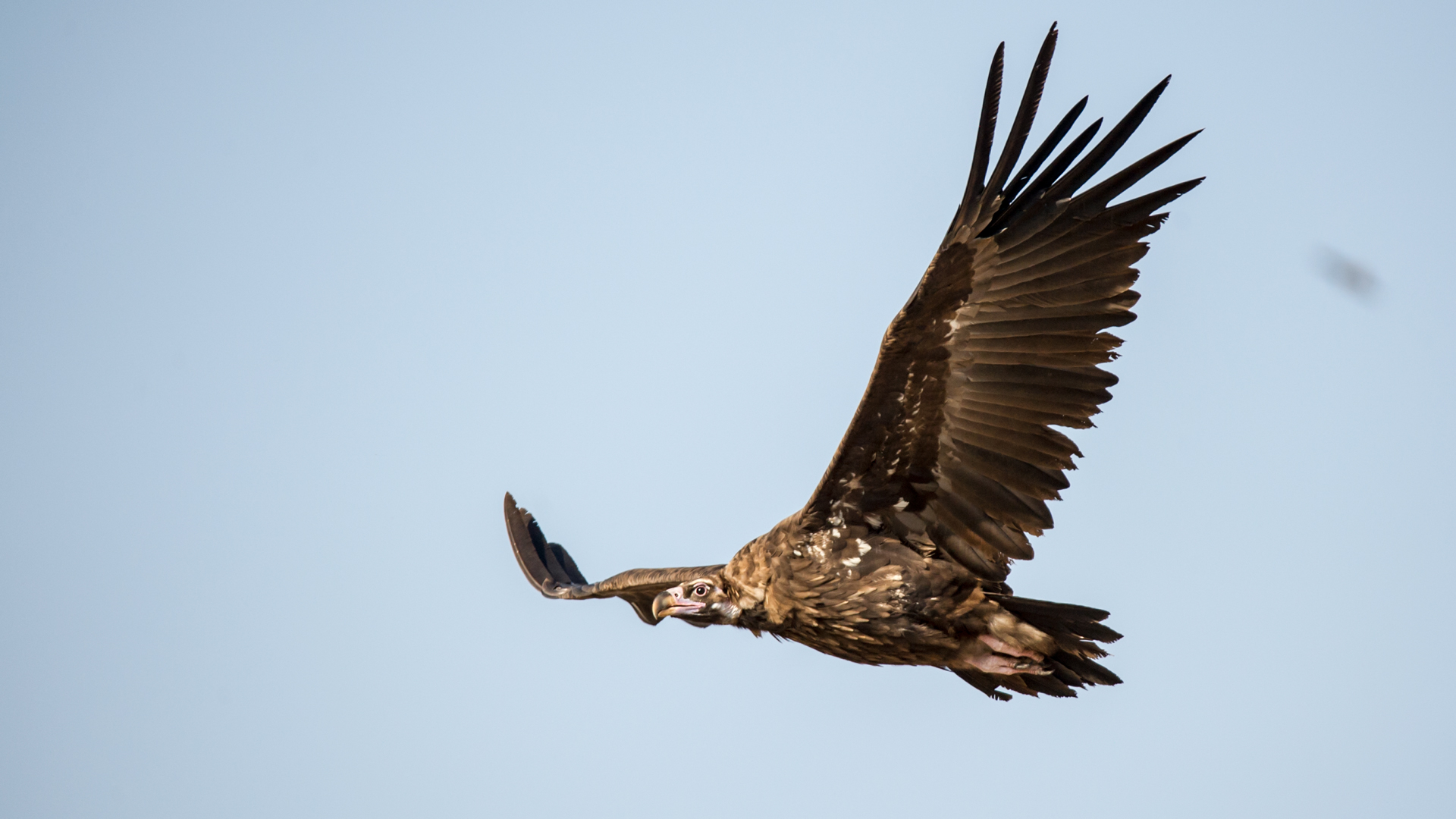 Kara akbaba » Cinereous Vulture » Aegypius monachus