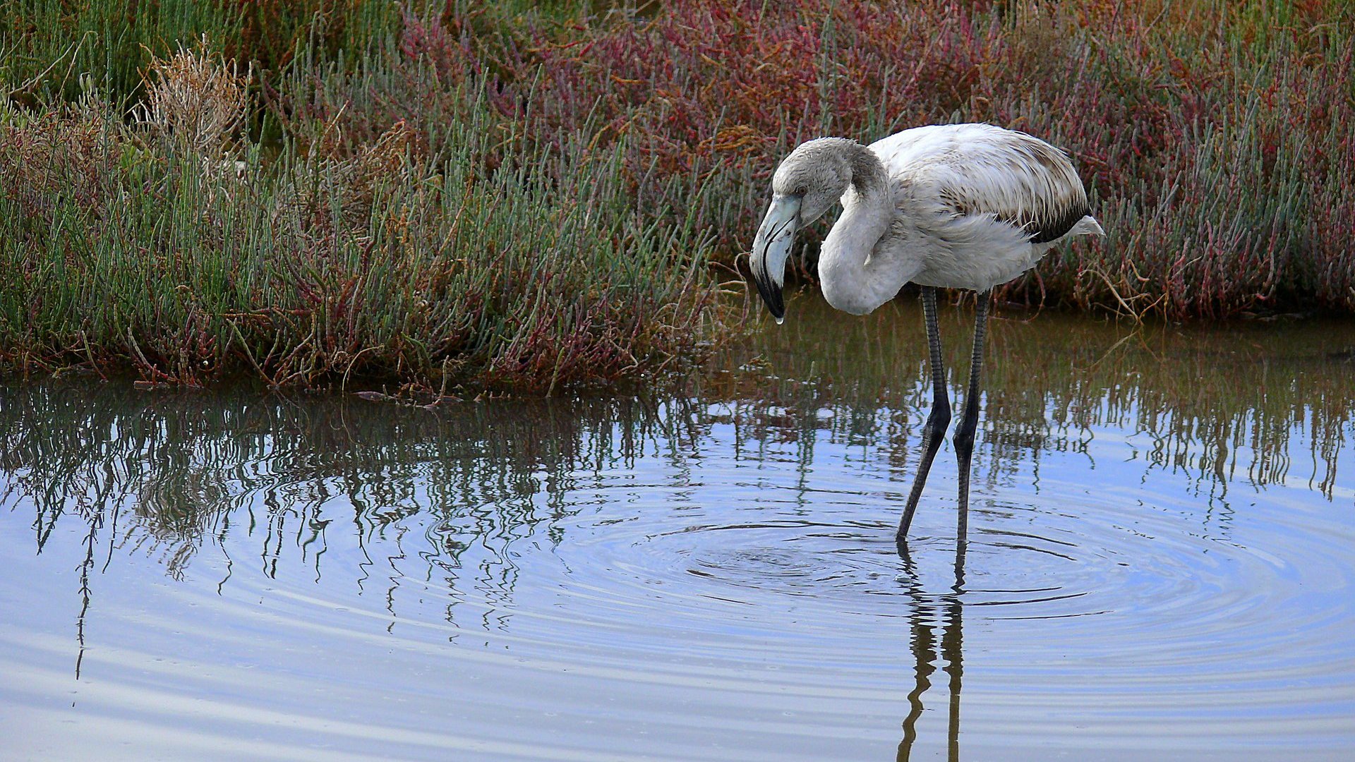 Flamingo